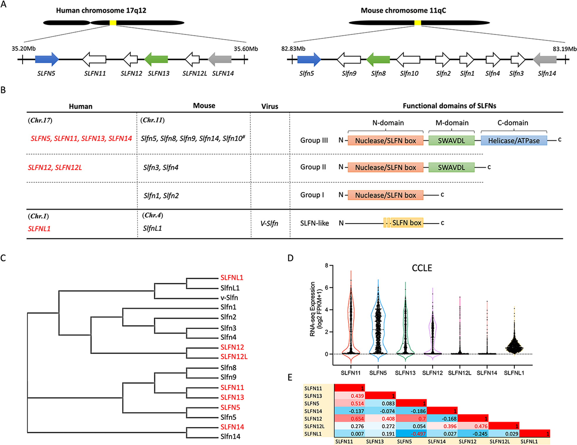 Fig. 1: The conserved SLFN family gene cluster.