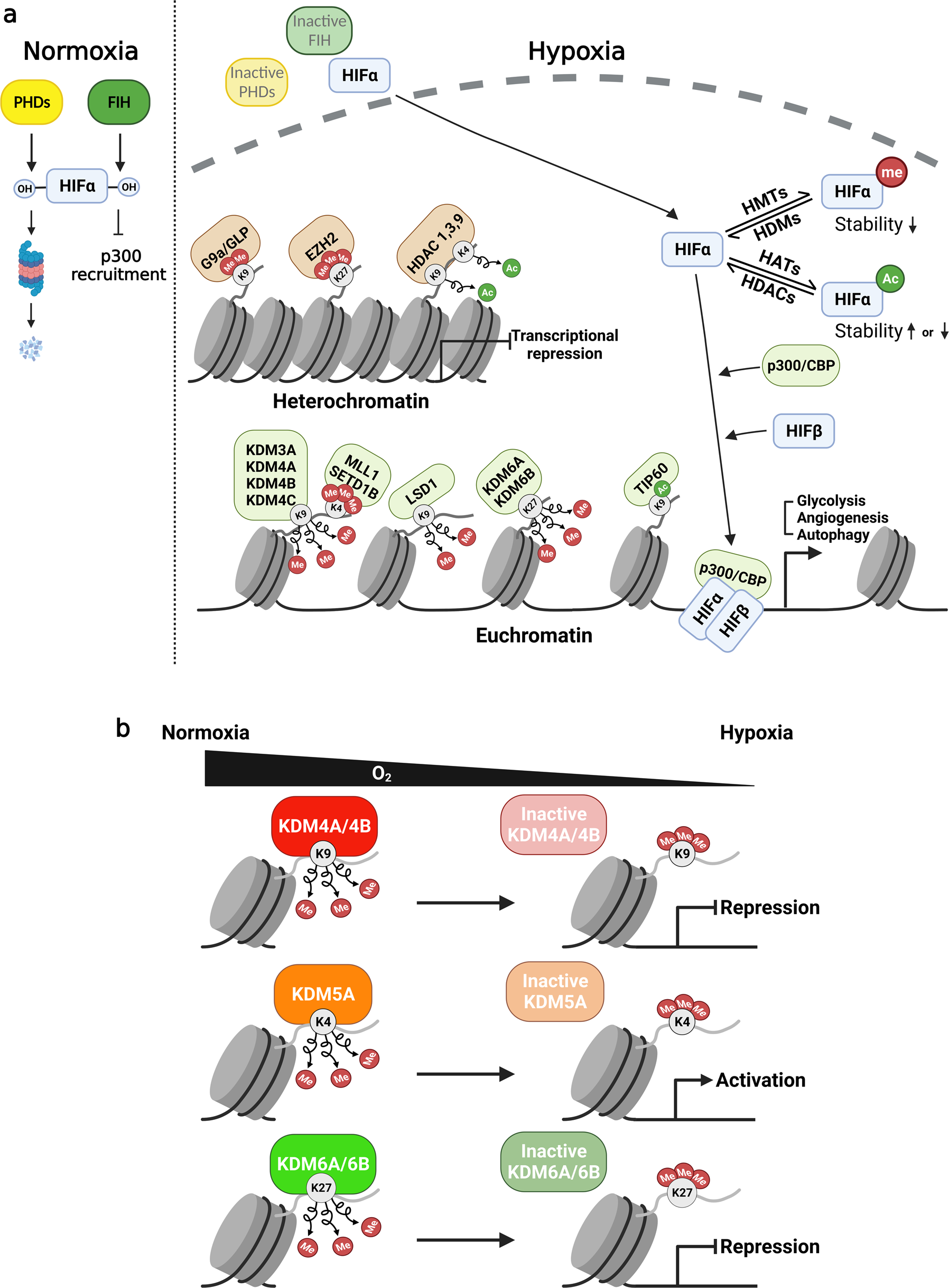 Genes involved in histone acetylation known to cause rare diseases