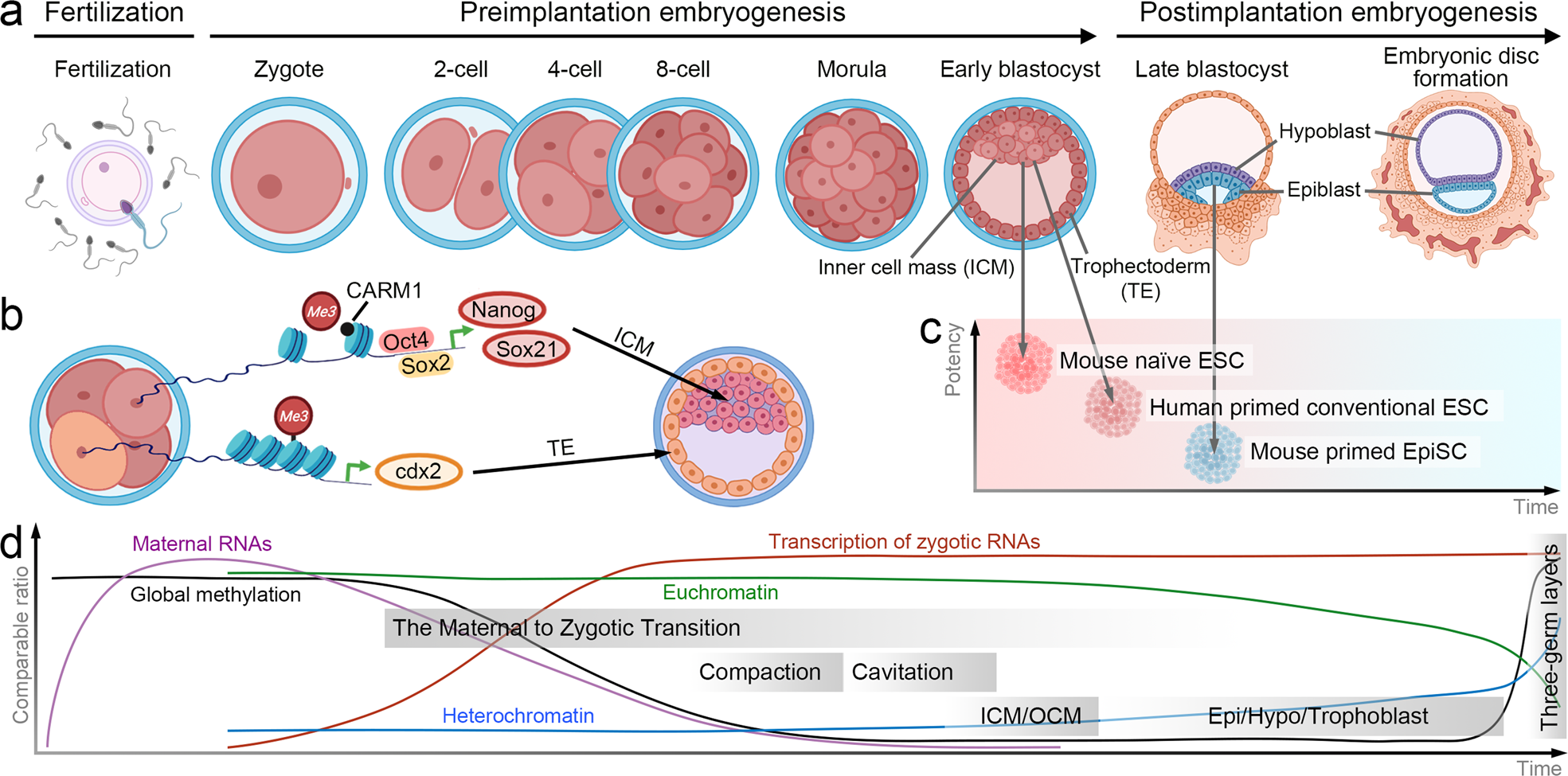 tRNA modifications: insights into their role in human cancers: Trends in  Cell Biology