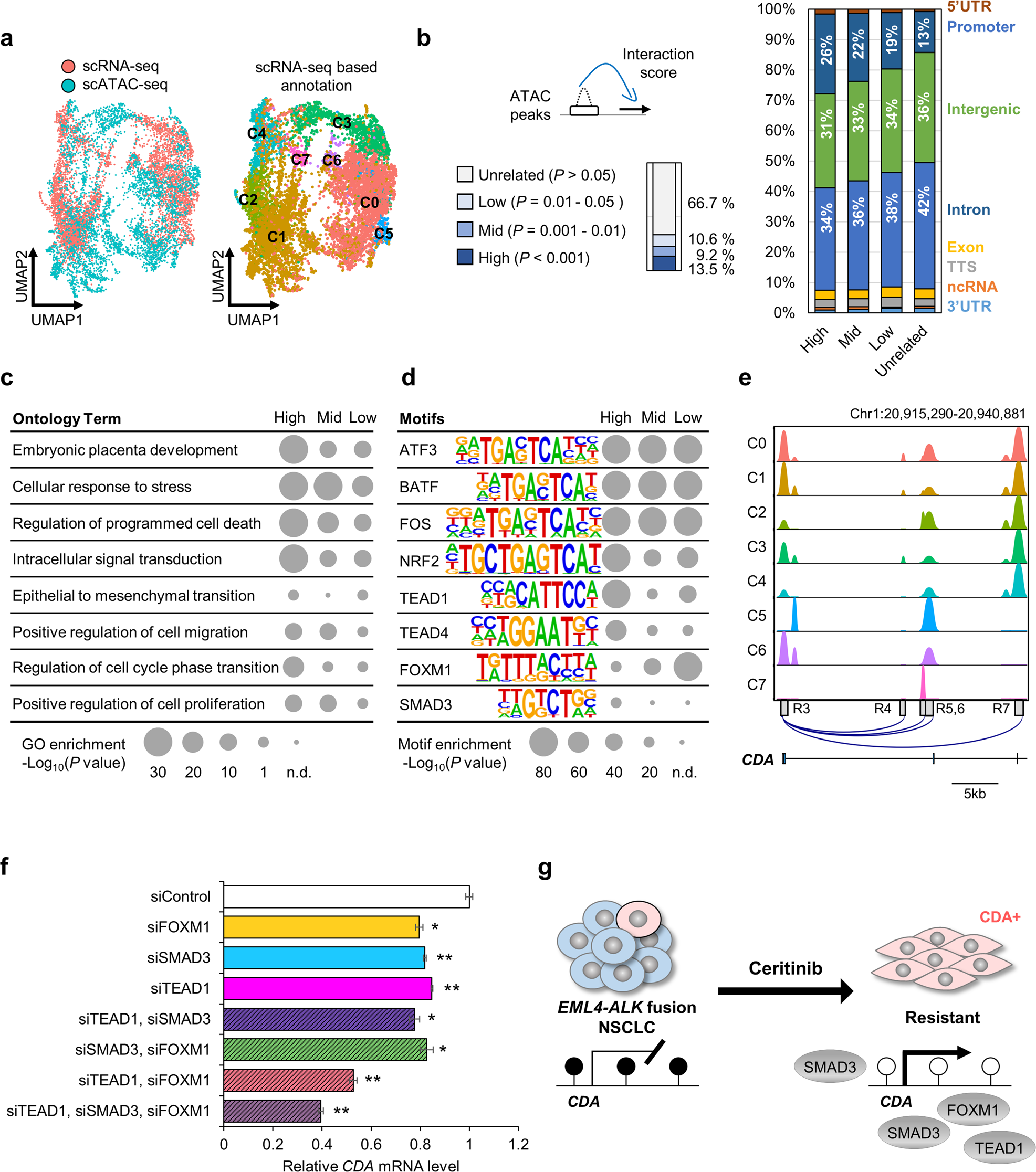 Fig. 4: Integrated analysis of scRNA-seq and scATAC-seq in LR cells.
