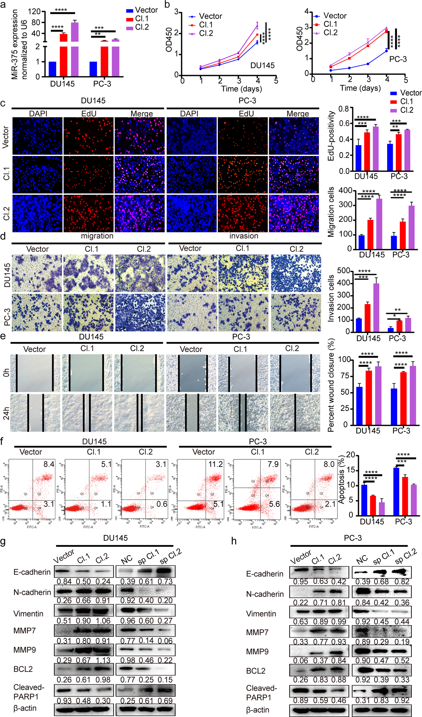 Fig. 2: MiR-375 promoted PCa cell proliferation, migration, and invasion but restrained apoptosis.