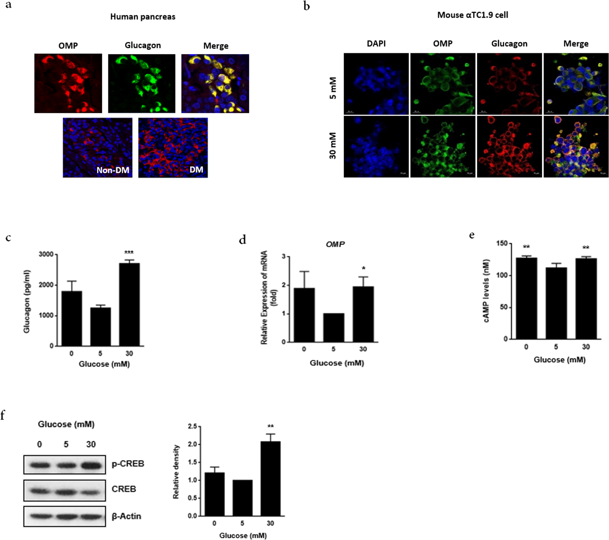 Role of ectopic olfactory receptors in glucose and lipid