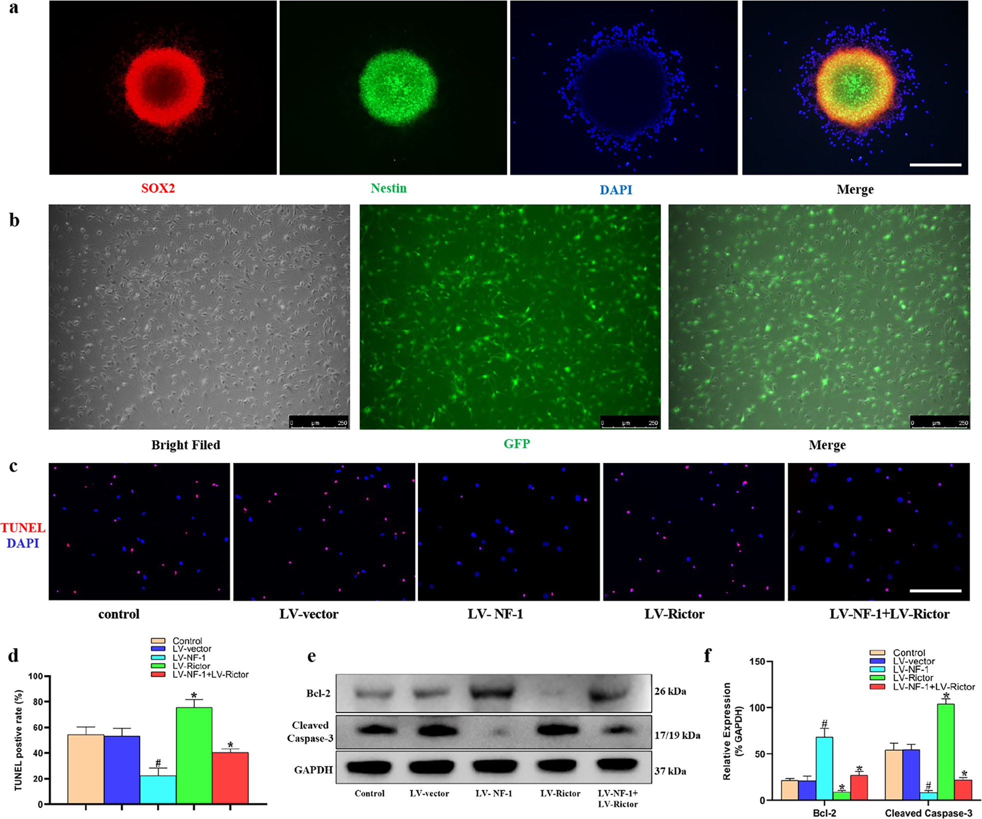 Fig. 1: Knockout of NF-1 improved the antiapoptotic ability of neural stem cells (NSCs) in vitro.