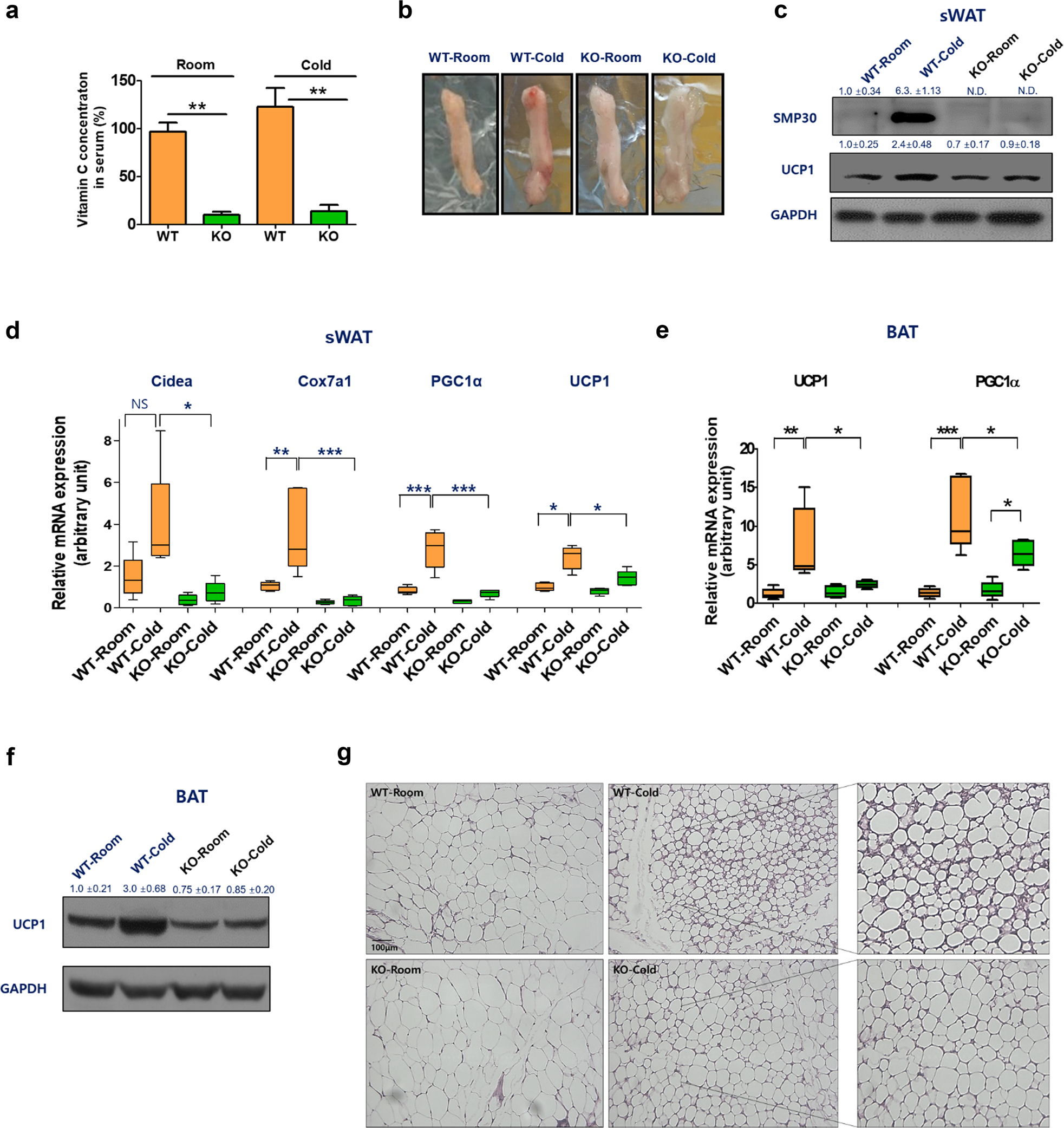 Fig. 2: Impaired thermogenic activation of sWAT and BAT in SMP30-KO mice.