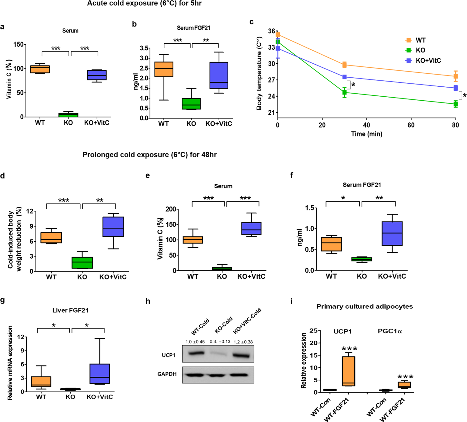 Fig. 5: Vitamin C treatment recovers the impaired FGF21 production and body temperature in SMP30-KO mice.