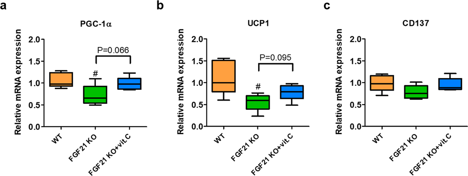 Fig. 7: FGF21 may not be the sole mechanism underlying vitamin C-mediated thermogenesis.
