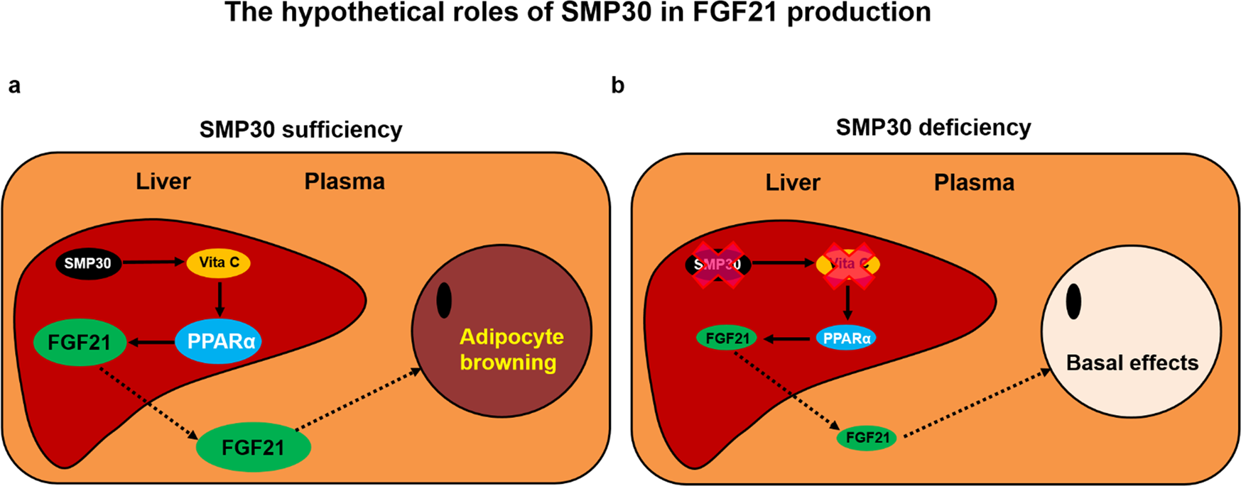 Fig. 8: Hypothetical models describing the differences in FGF21/thermogenic signaling between normal and SMP30-deficient conditions.