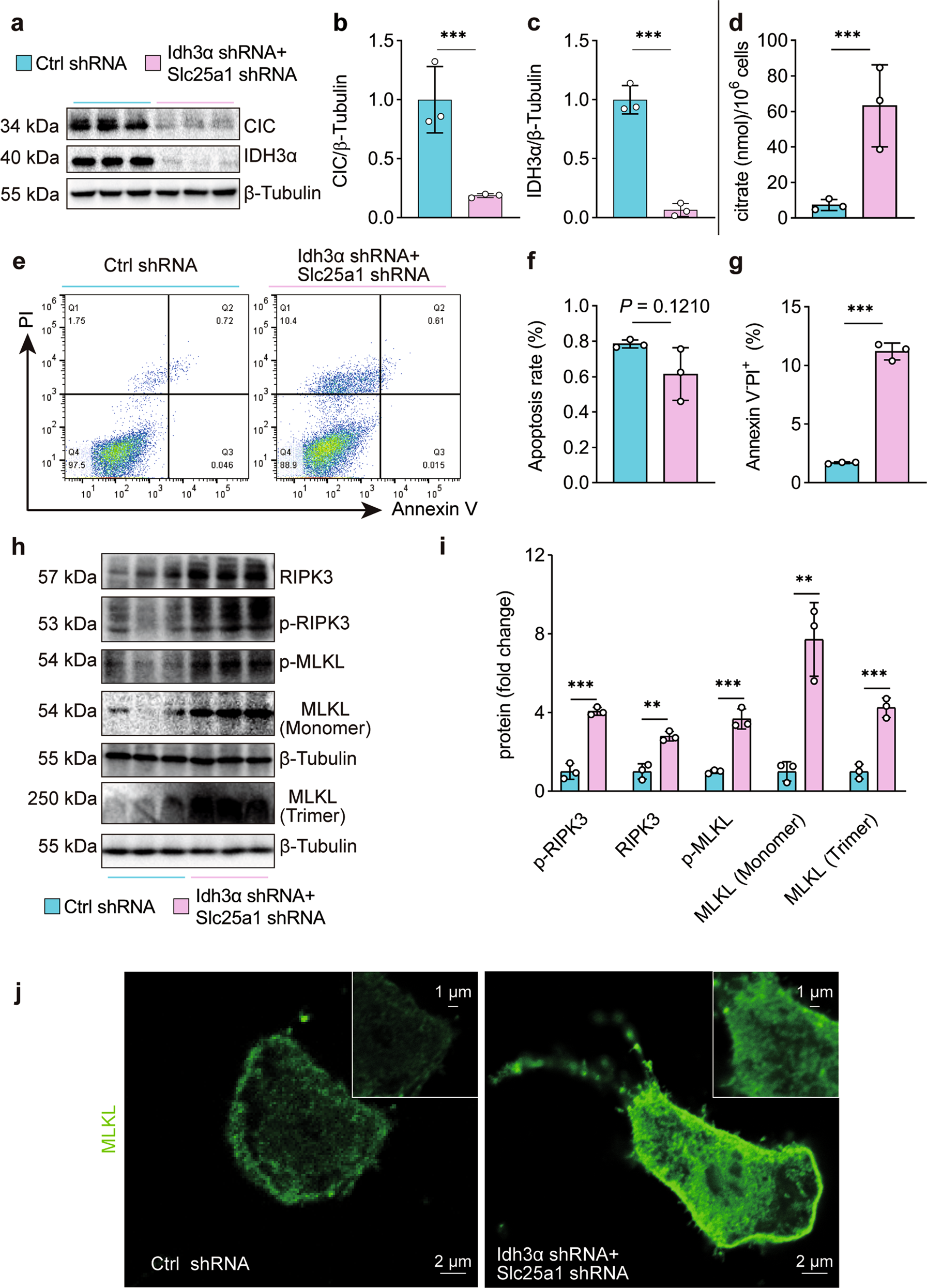 Fig. 4: Necroptosis but not apoptosis or ferroptosis is promoted by citratemt accumulation induced by Slc25a1 and Idh3α shRNA in vitro.