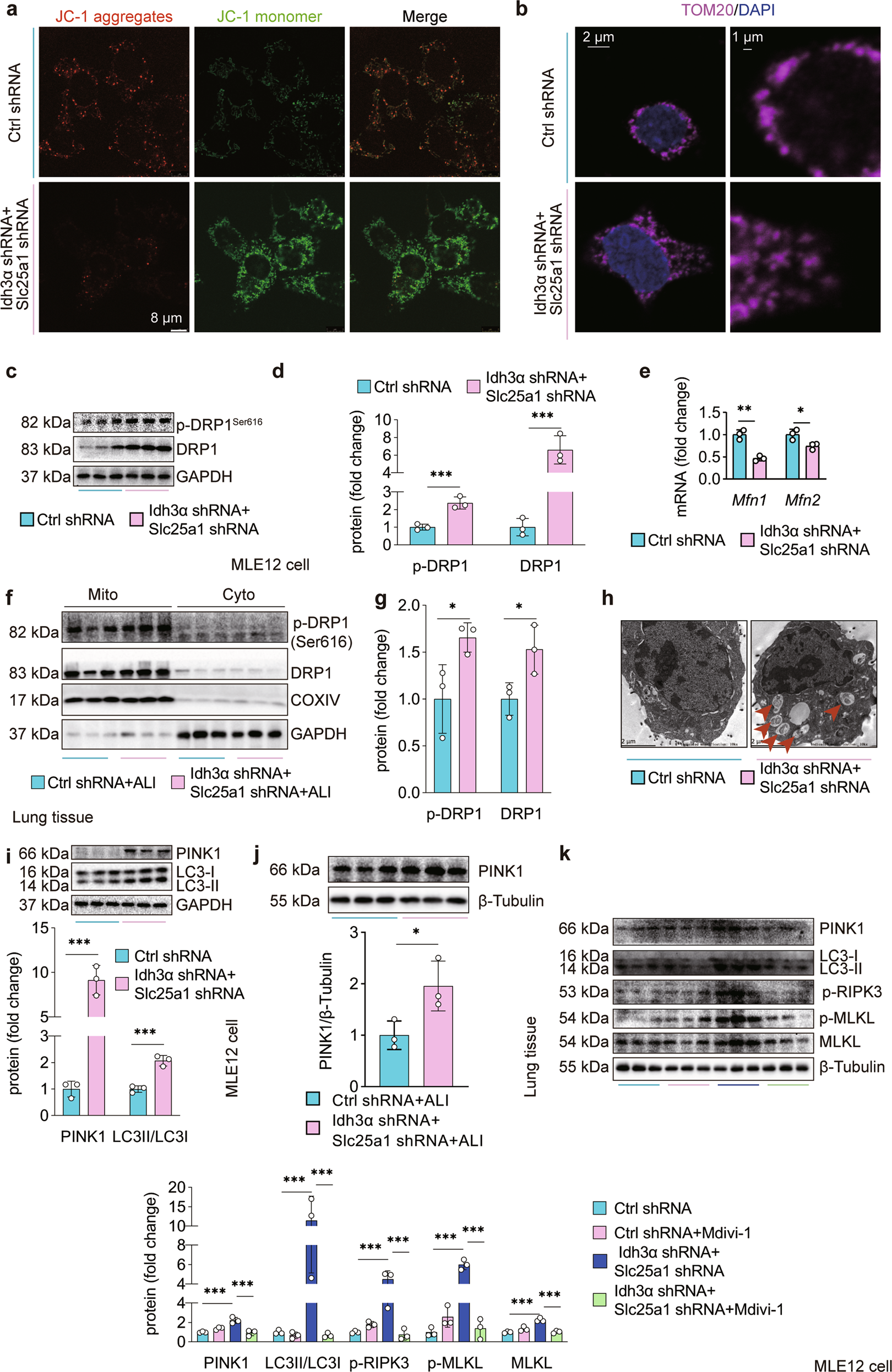 Fig. 6: Citratemt accumulation induces excessive mitophagy via DRP1.