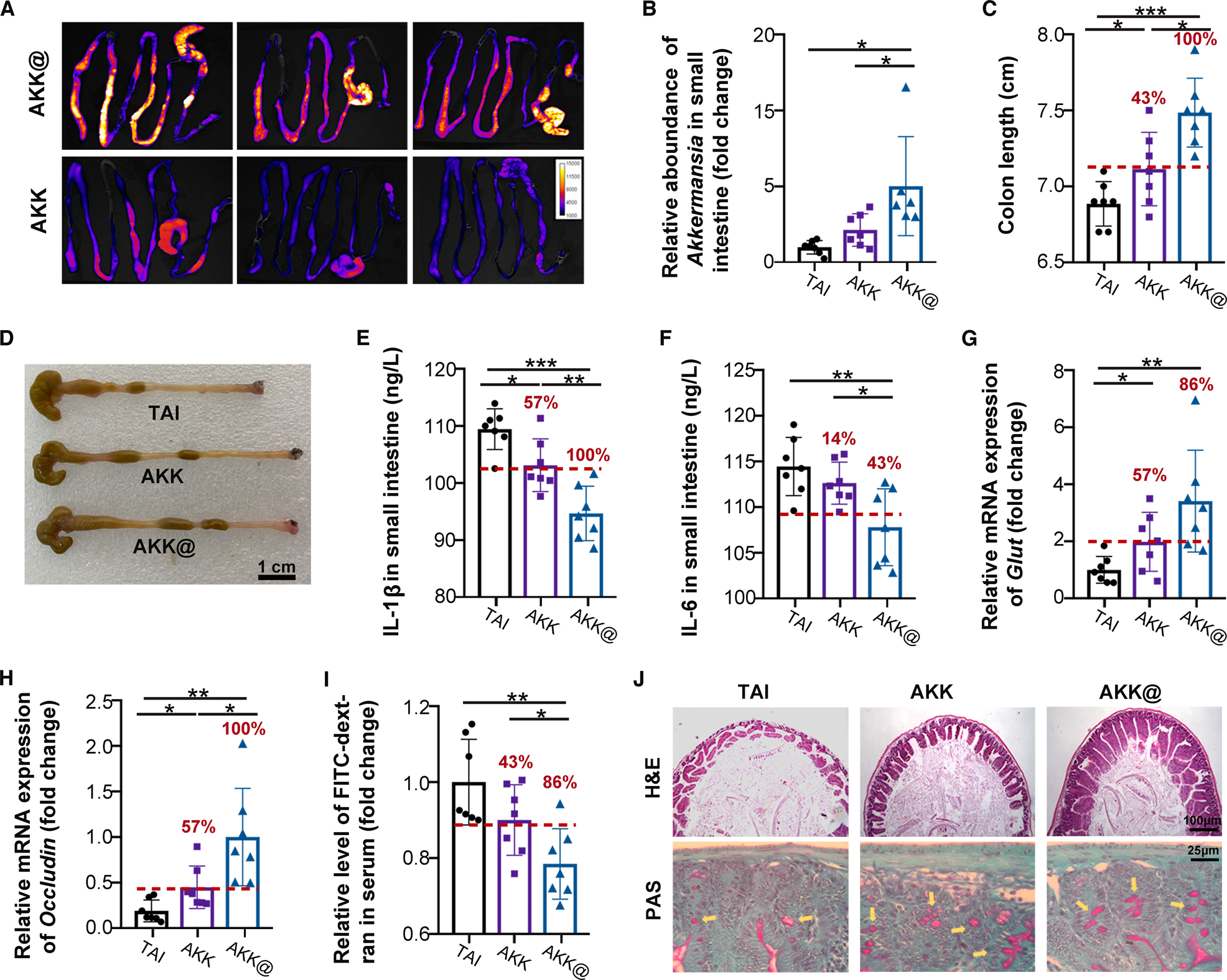 Fig. 5: AKK@MFe3O4 alleviates radiation-induced small intestine injuries.