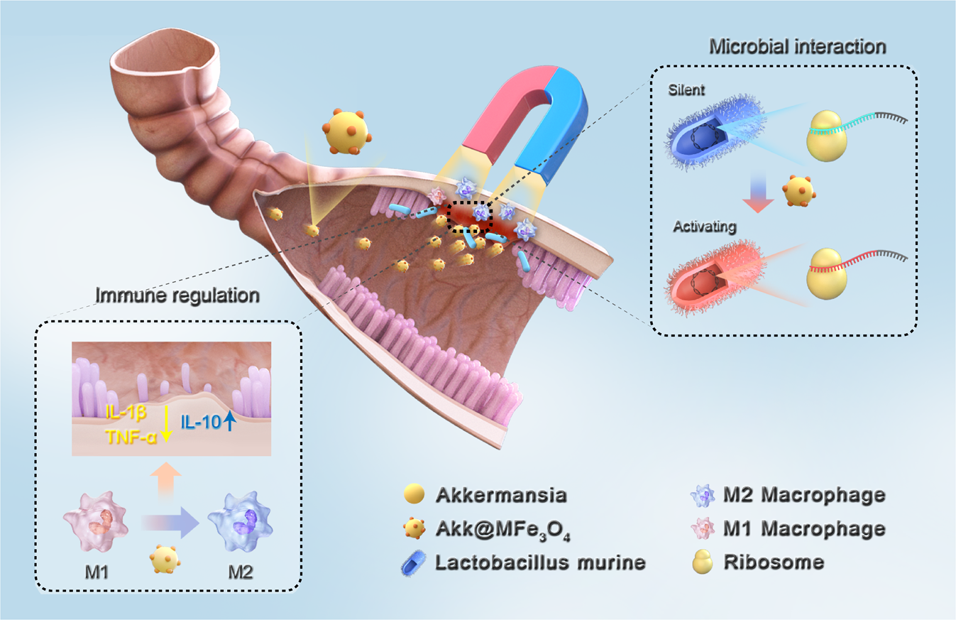 Fig. 8: Schematic diagram of the function of AKK@MFe3O4.