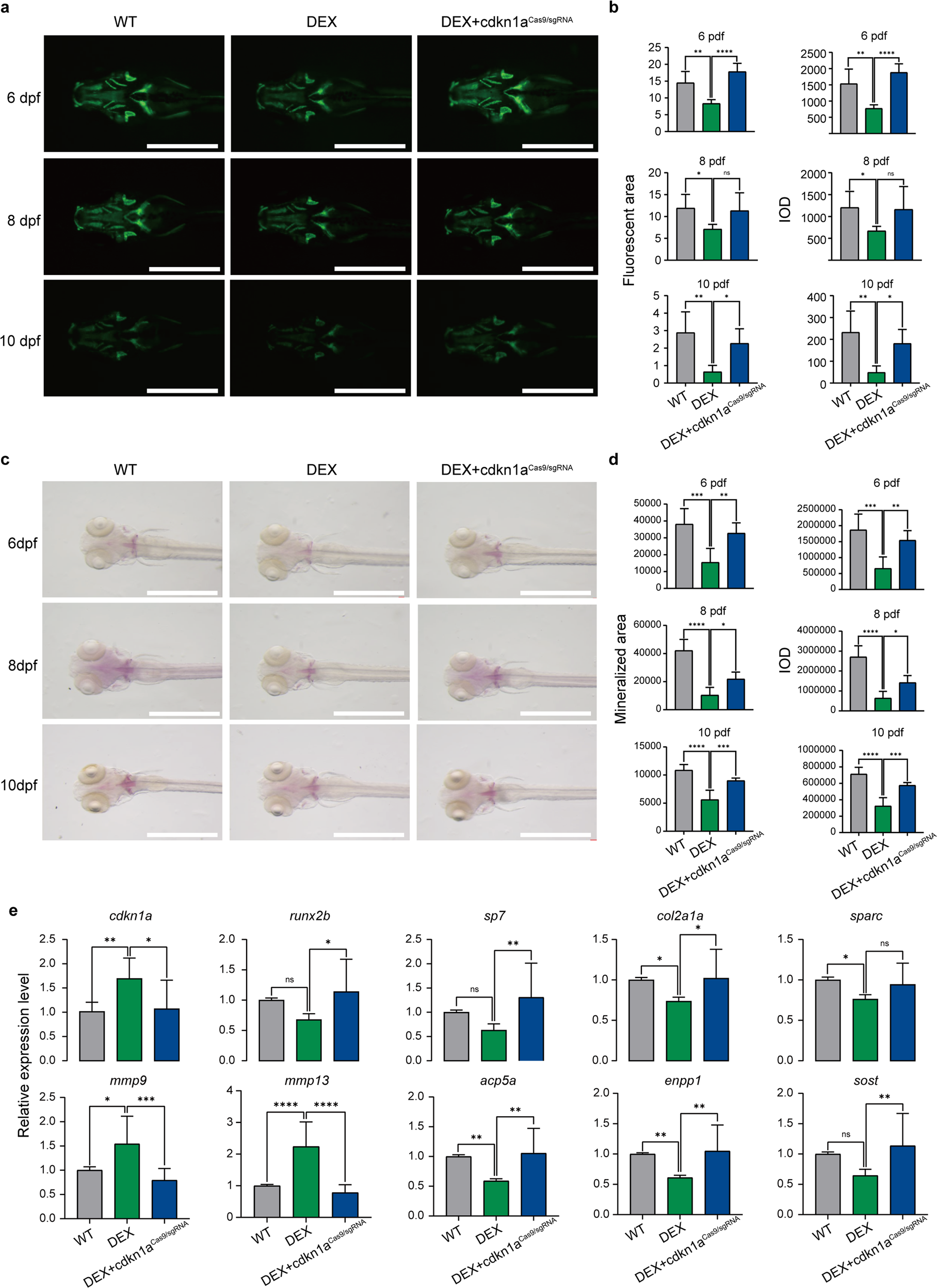 Fig. 8: The cdkn1a mutant rescued the osteogenesis of zebrafish larvae.