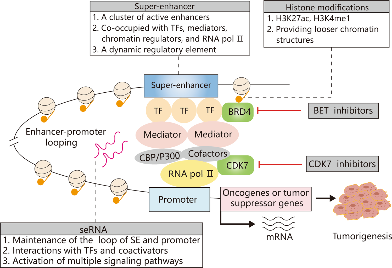 PDF) Identification of de novo EP300 and PLAU variants in a