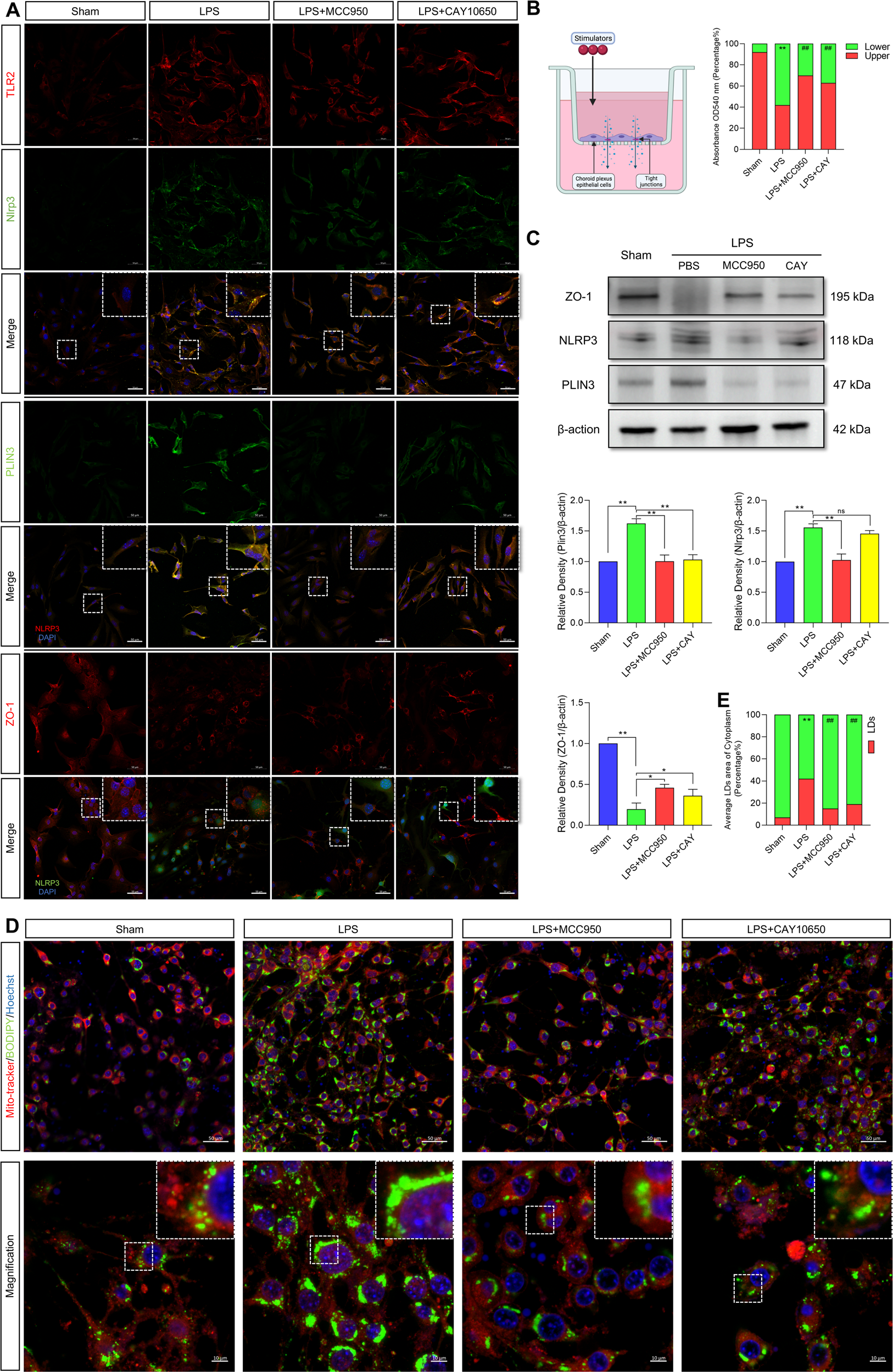 Fig. 7: LPS induces NLRP3 activation in CPECs and disrupts tight junctions by regulating LD formation.