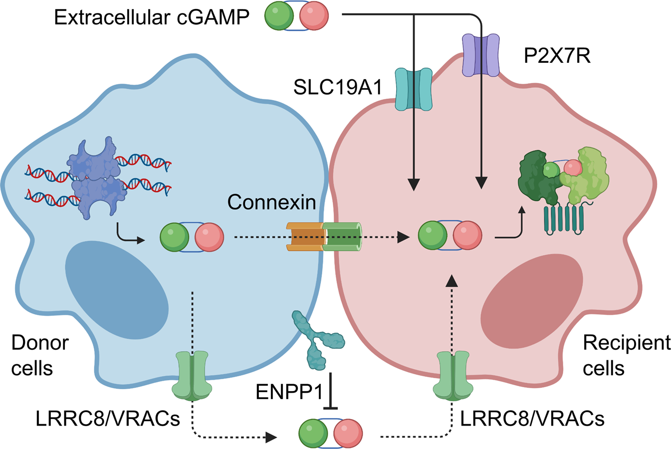 Fig. 2: cGAS activation by DNA binding.