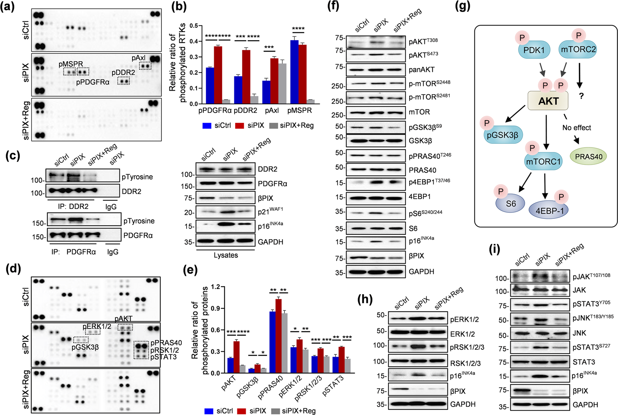Fig. 4: Analysis of regorafenib-responsive receptors and their signaling pathways in βPIX-depleted senescent IMR-90 cells.