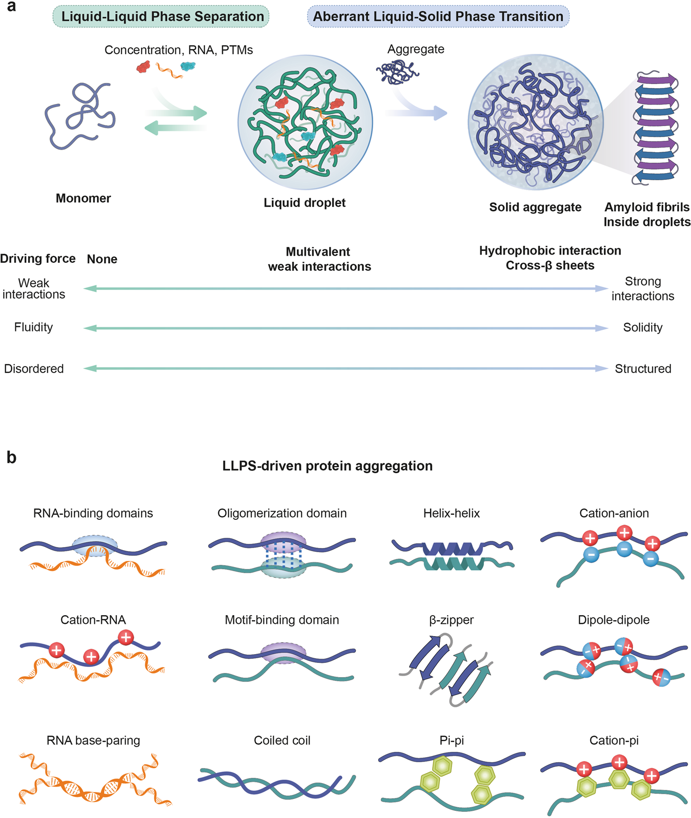 Glutathionylation on RNA-binding proteins: a regulator of liquid‒liquid  phase separation in the pathogenesis of amyotrophic lateral sclerosis