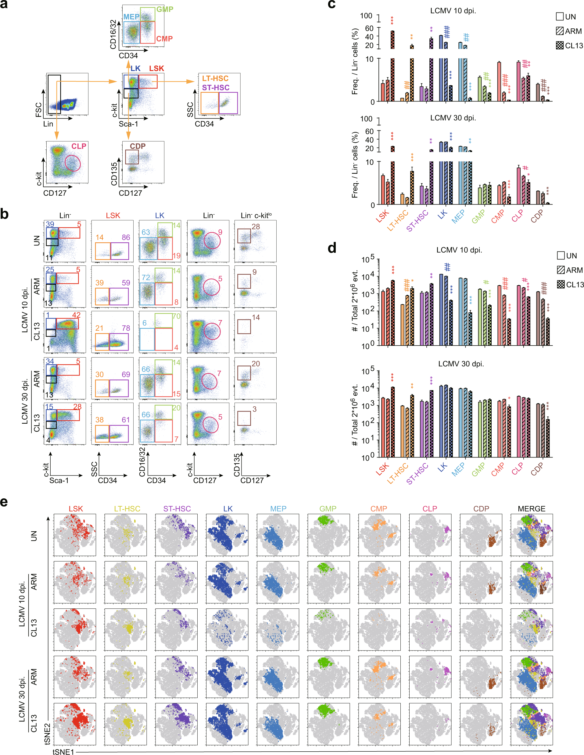 Fig. 1: HSCs, committed progenitor cell populations in the BM, are altered upon chronic LCMV CL13 infection.