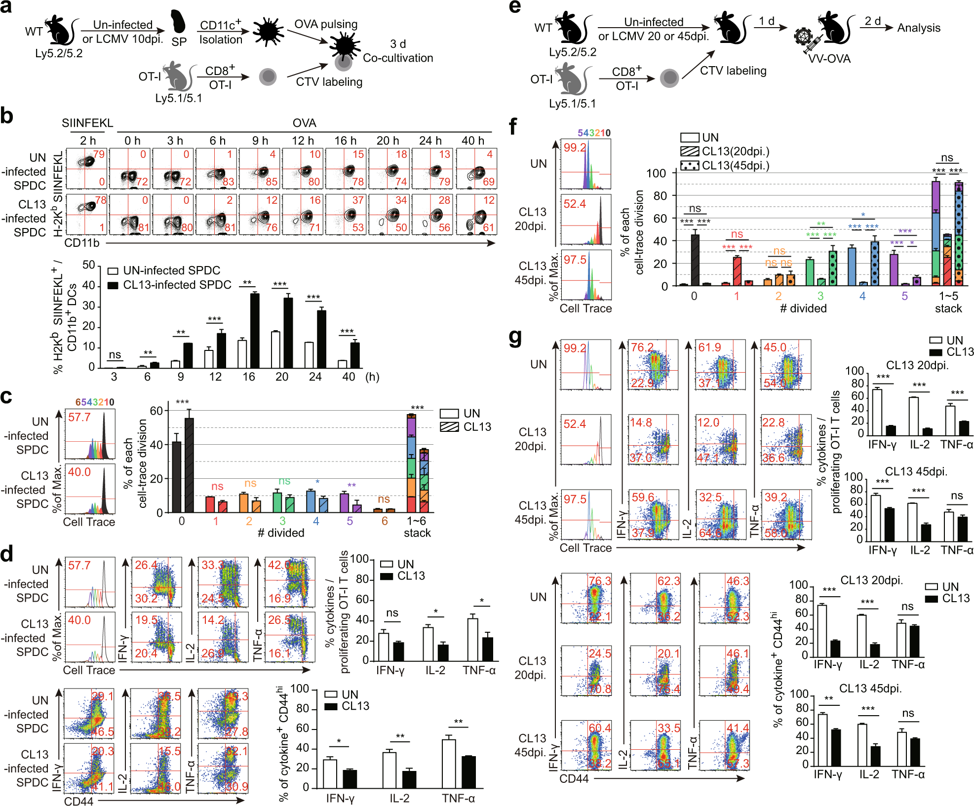 Fig. 5: LCMV CL13-infected CD11b/c+ DCs cannot prime functional OT-I T cells specific for the antigens of additional infecting pathogens.