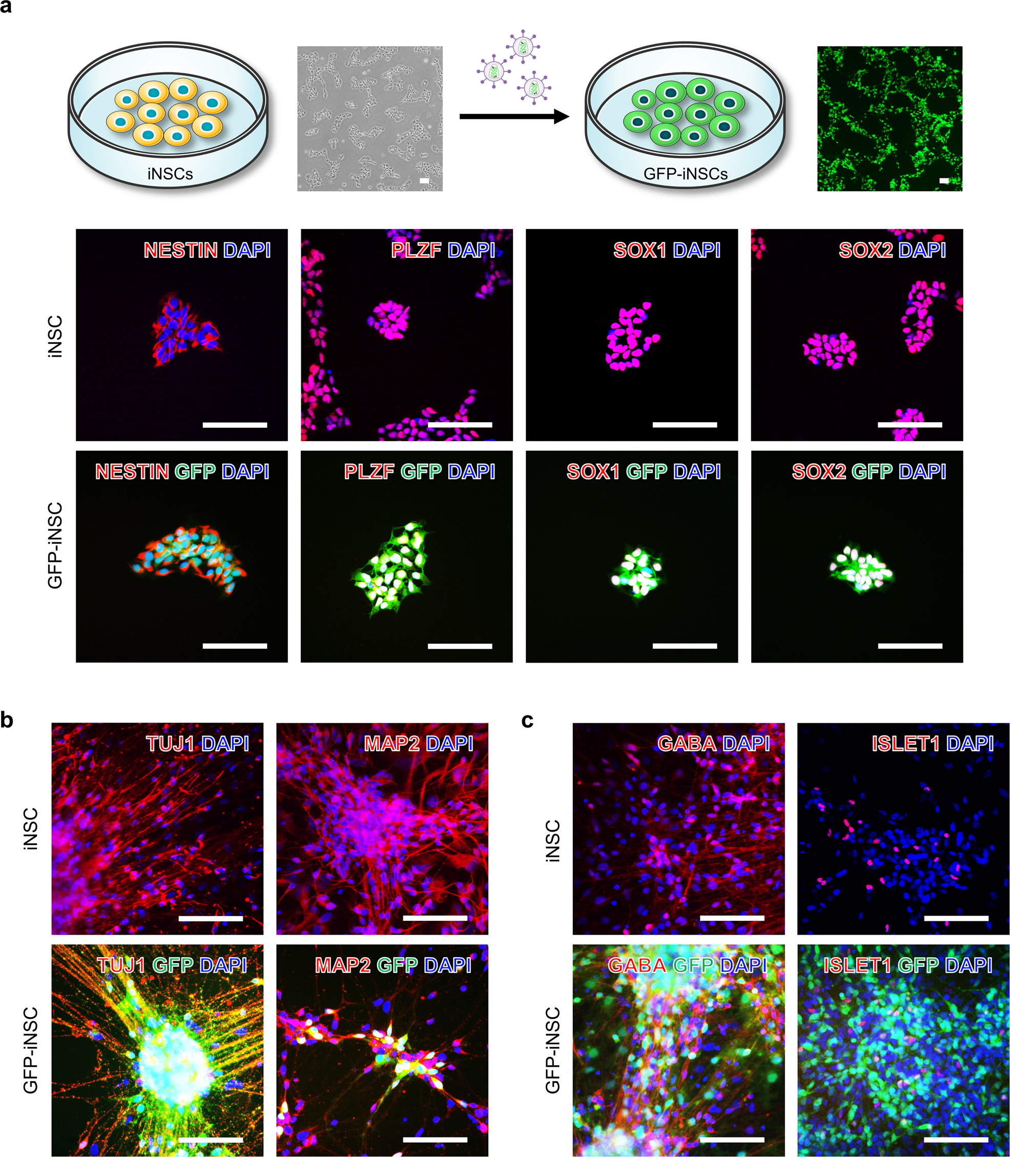 Fig. 2: Characterization of iNSCs and GFP-iNSCs in vitro.