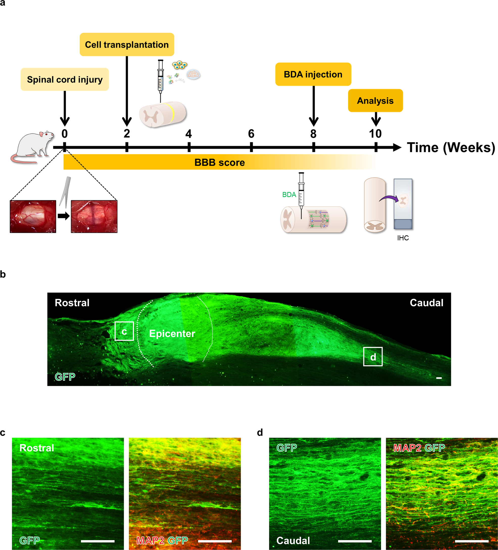Fig. 3: Survival of iNSCs at sites of spinal cord injury (SCI).