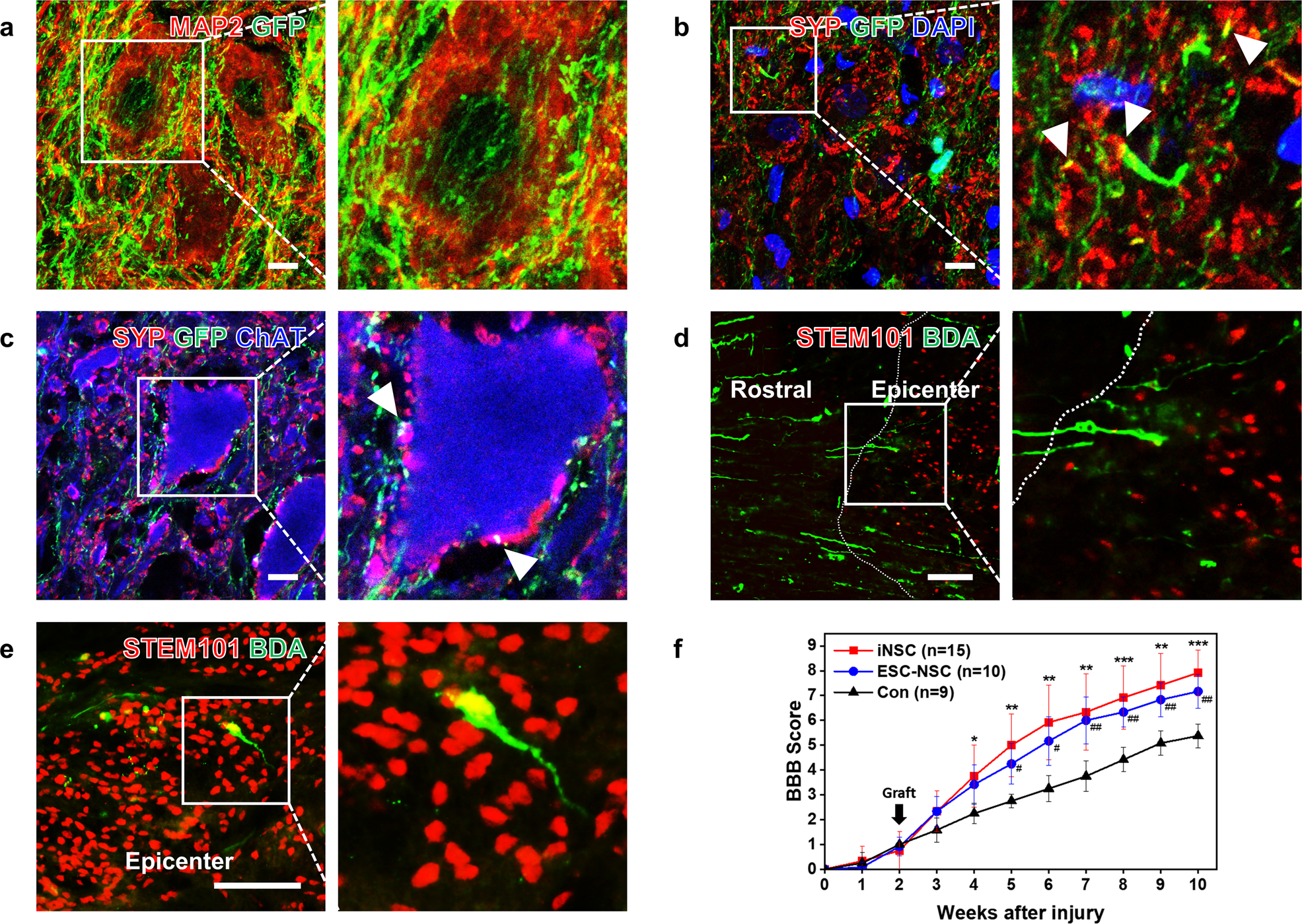 Fig. 5: Graft-to-host connectivity and hindlimb locomotion.