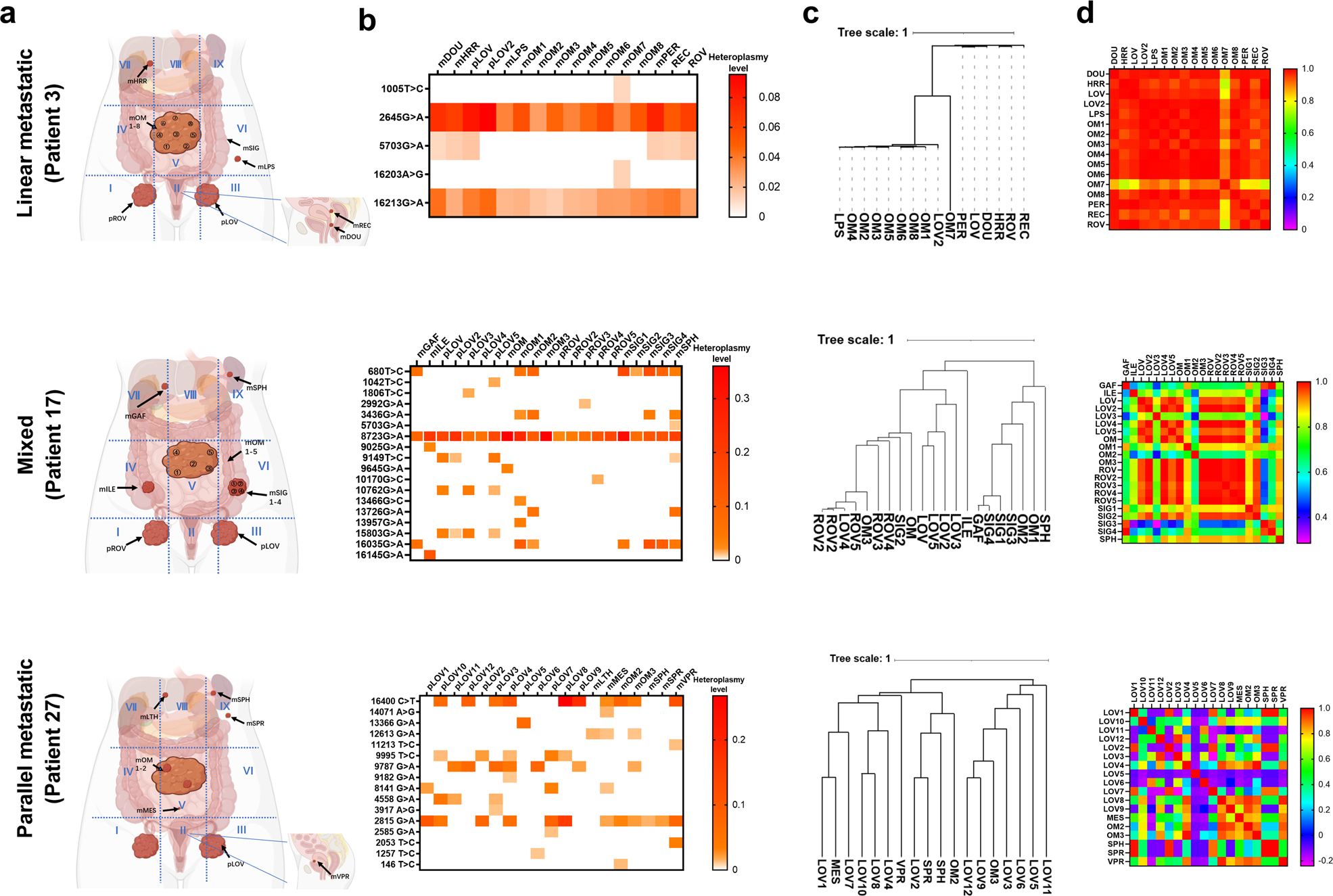 Fig. 5: Distinct metastatic patterns of ovarian cancer traced by mtDNA mutation.
