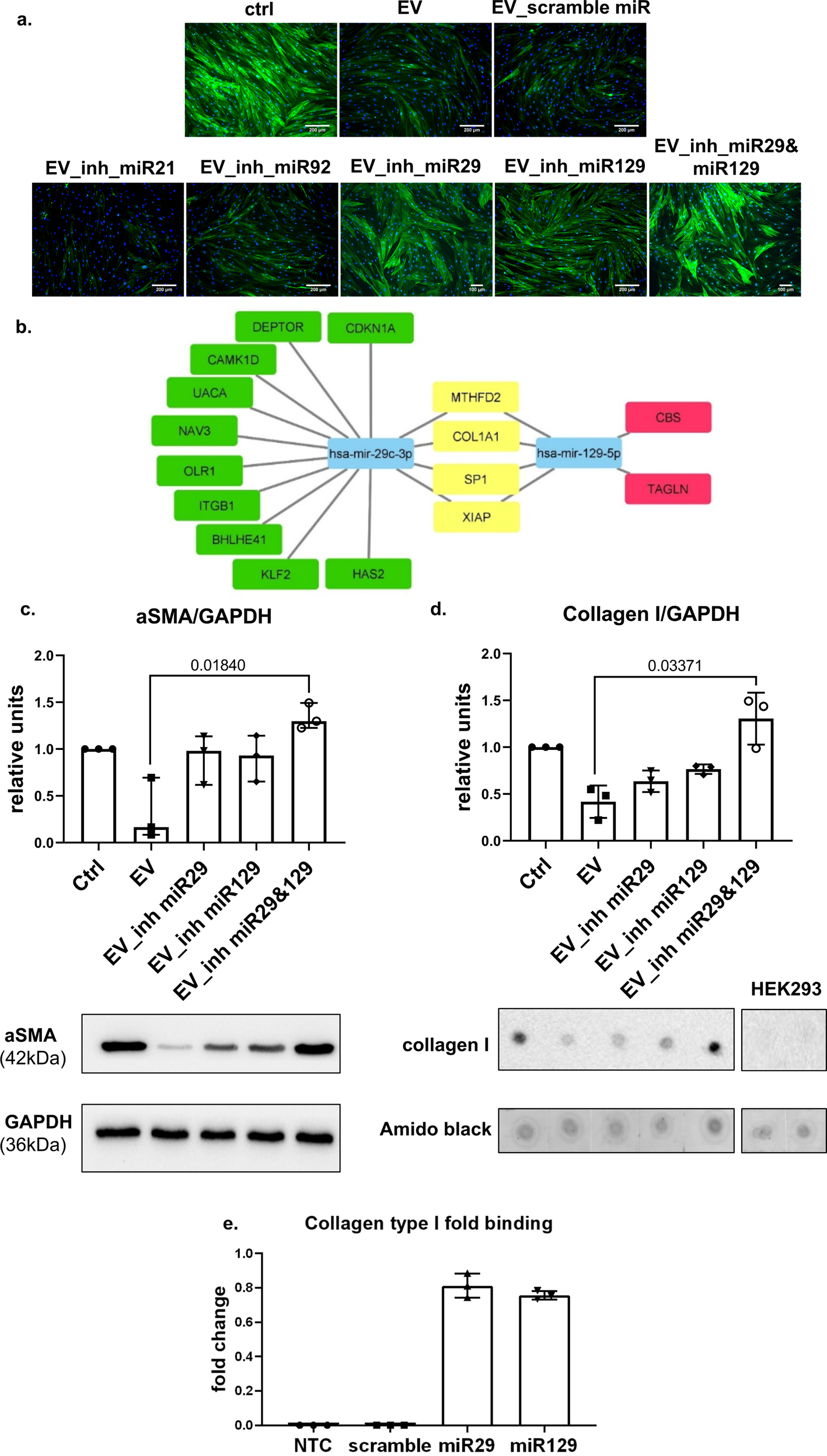 Fig. 4: MSC-EVs stimulate myofibroblast dedifferentiation through the transfer of miR-29c and miR-129 in vitro.