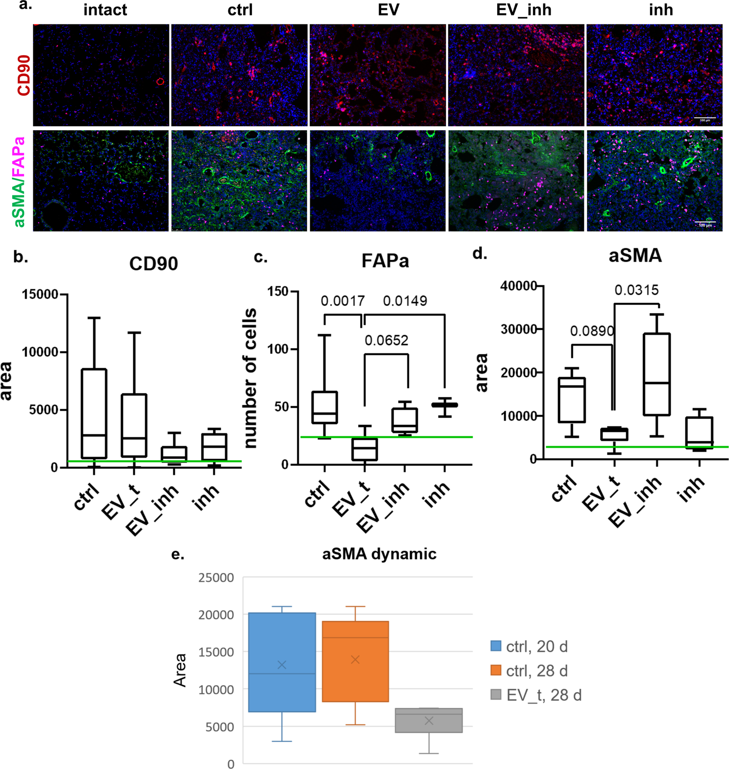 Fig. 6: MSC-EVs stimulate the dedifferentiation of myofibroblasts and myofibroblast precursors (FAPa+) in fibrotic pulmonary tissue through the transfer of miR-29c and miR-129 in vivo.