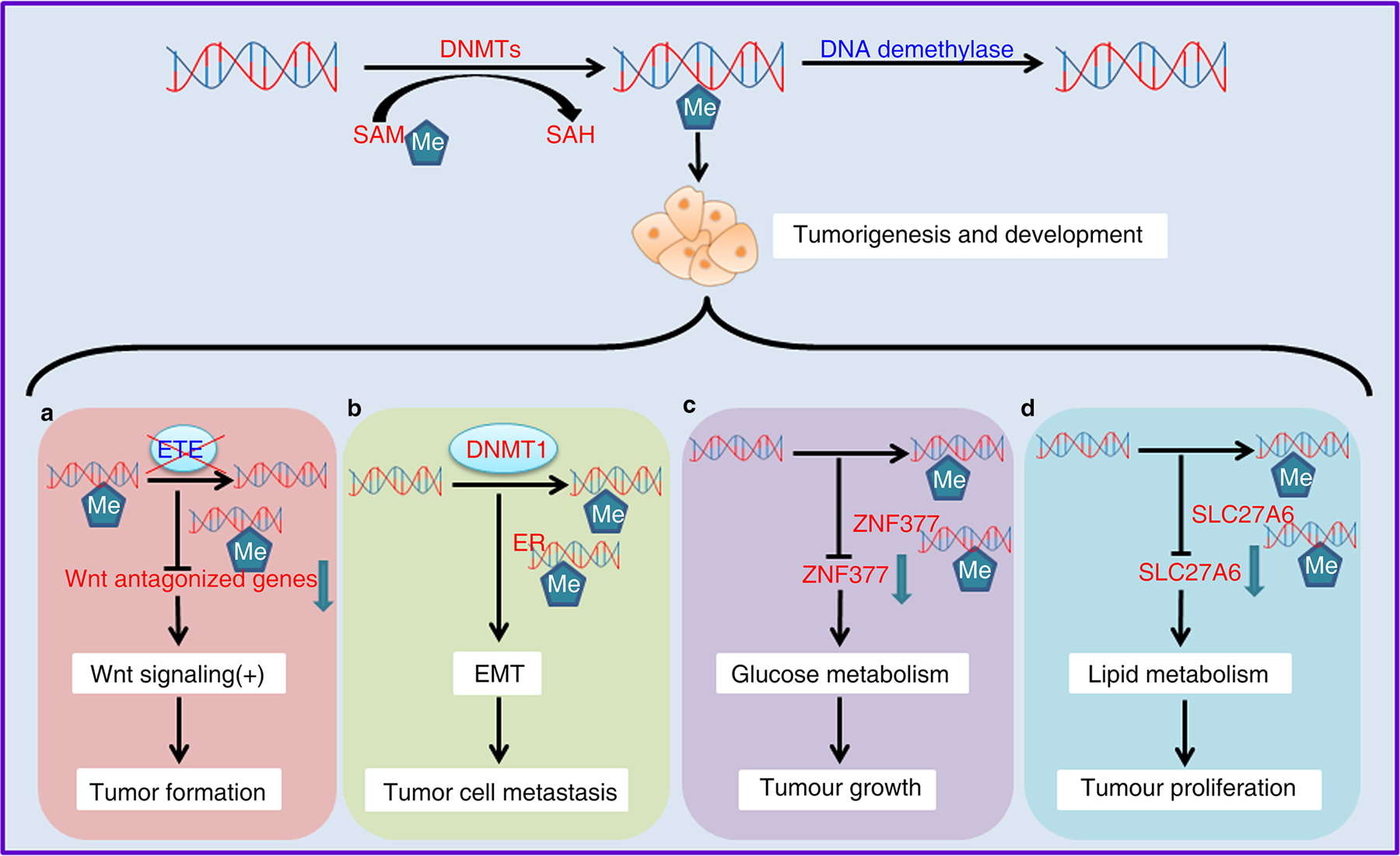 Fig. 2: DNA methylation affects tumor initiation and progression.