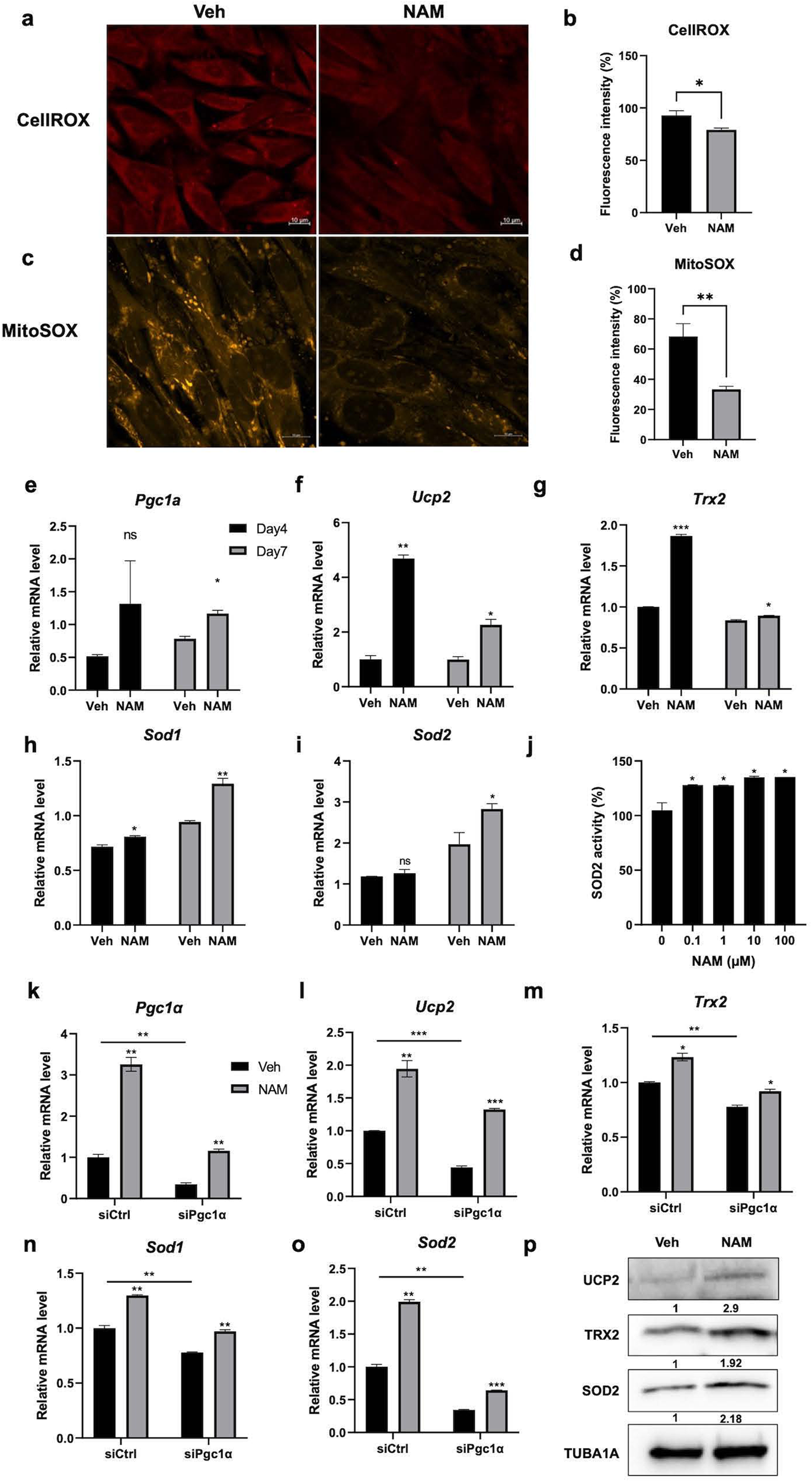 Fig. 2: NAM reduces mitochondrial ROS levels by increasing antioxidant enzymes.