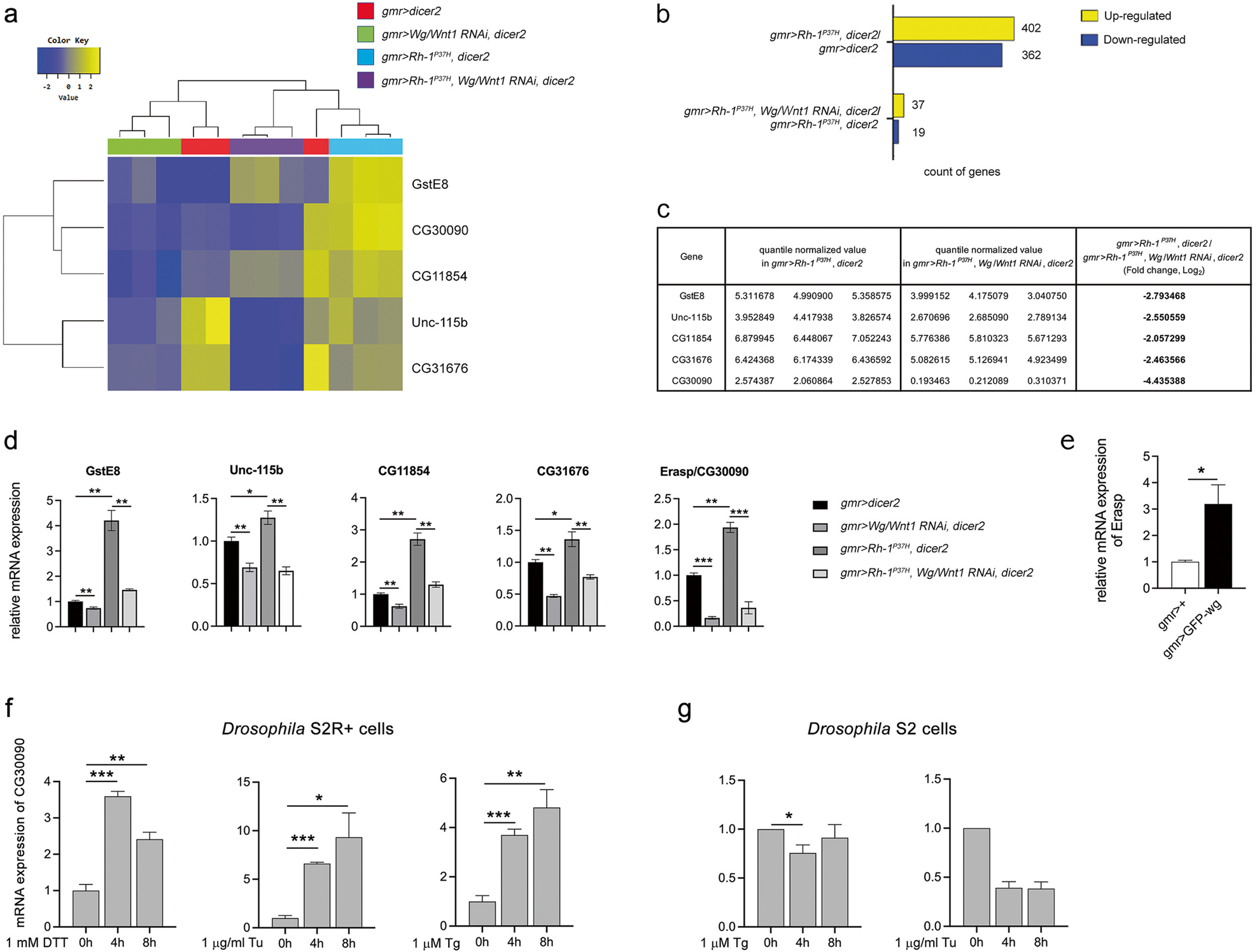 Fig. 2: RNA sequencing reveals the association of multiple transcription targets of Wg/Wnt1 in ER stress-mediated apoptosis of ADRP-afflicted Drosophila retinal cells.