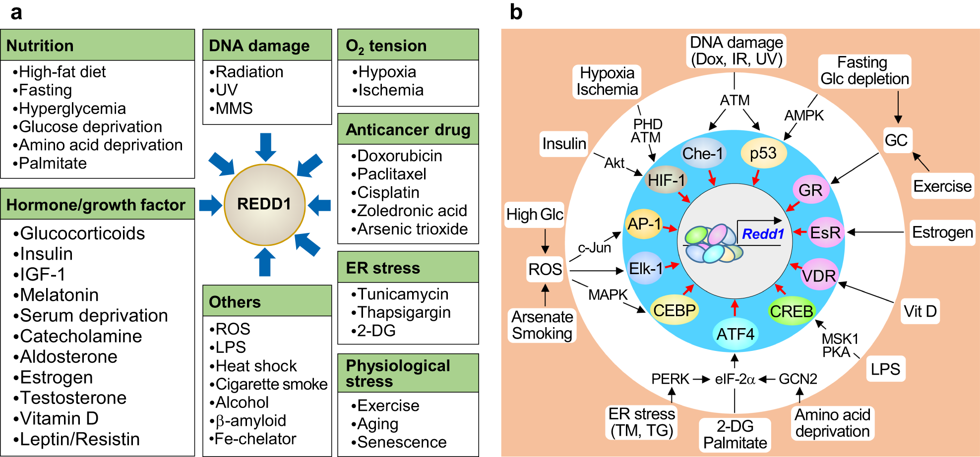 The stress-responsive protein REDD1 and its pathophysiological functions |  Experimental & Molecular Medicine