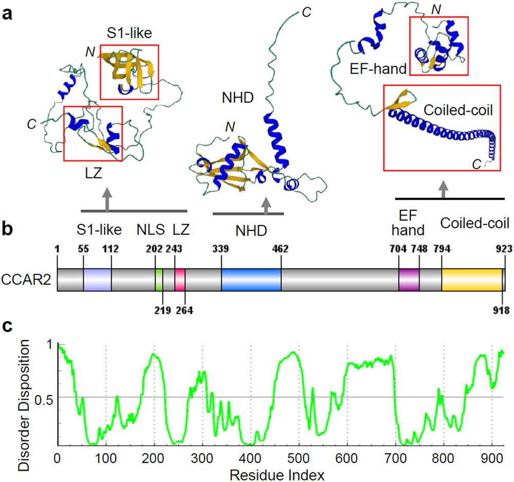 Mechanistic insights into the dual role of CCAR2/DBC1 in cancer |  Experimental & Molecular Medicine