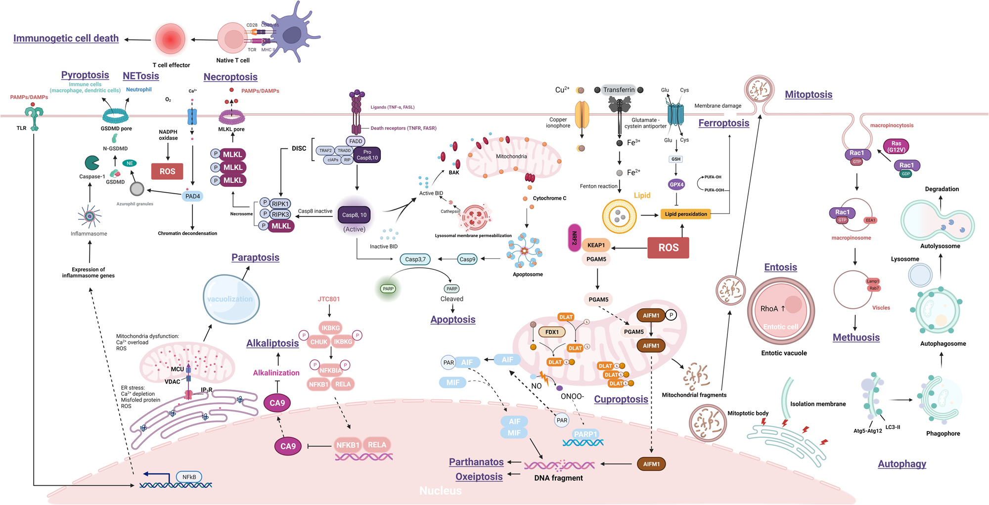 Fig. 17: Complexity of cell death.