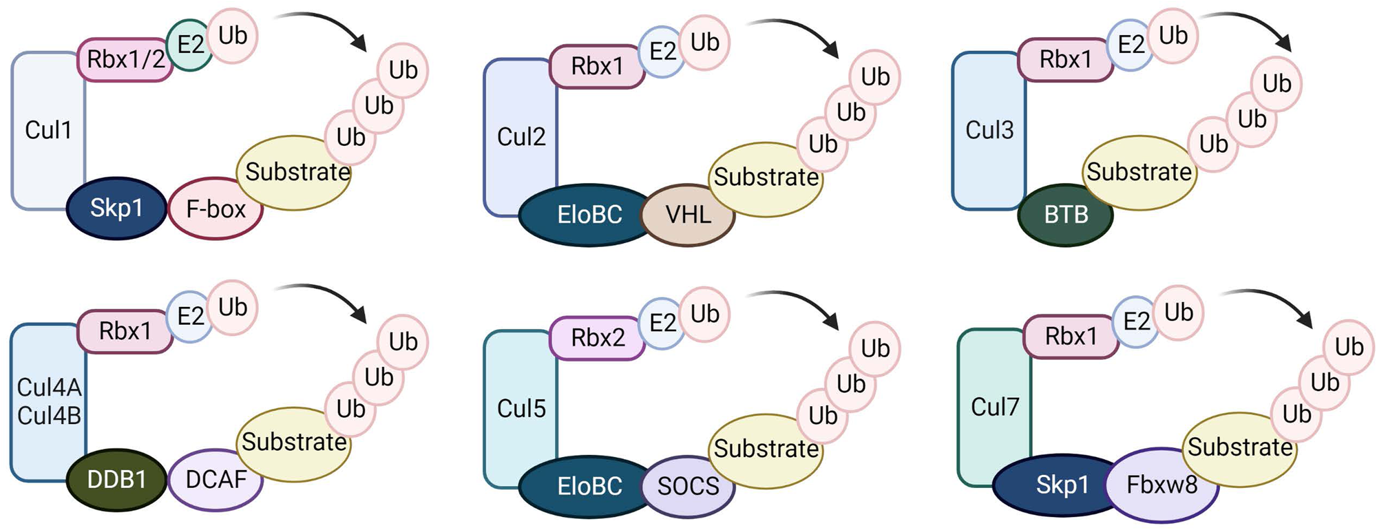 Fig. 2: The Cullin-RING E3 ligase family.