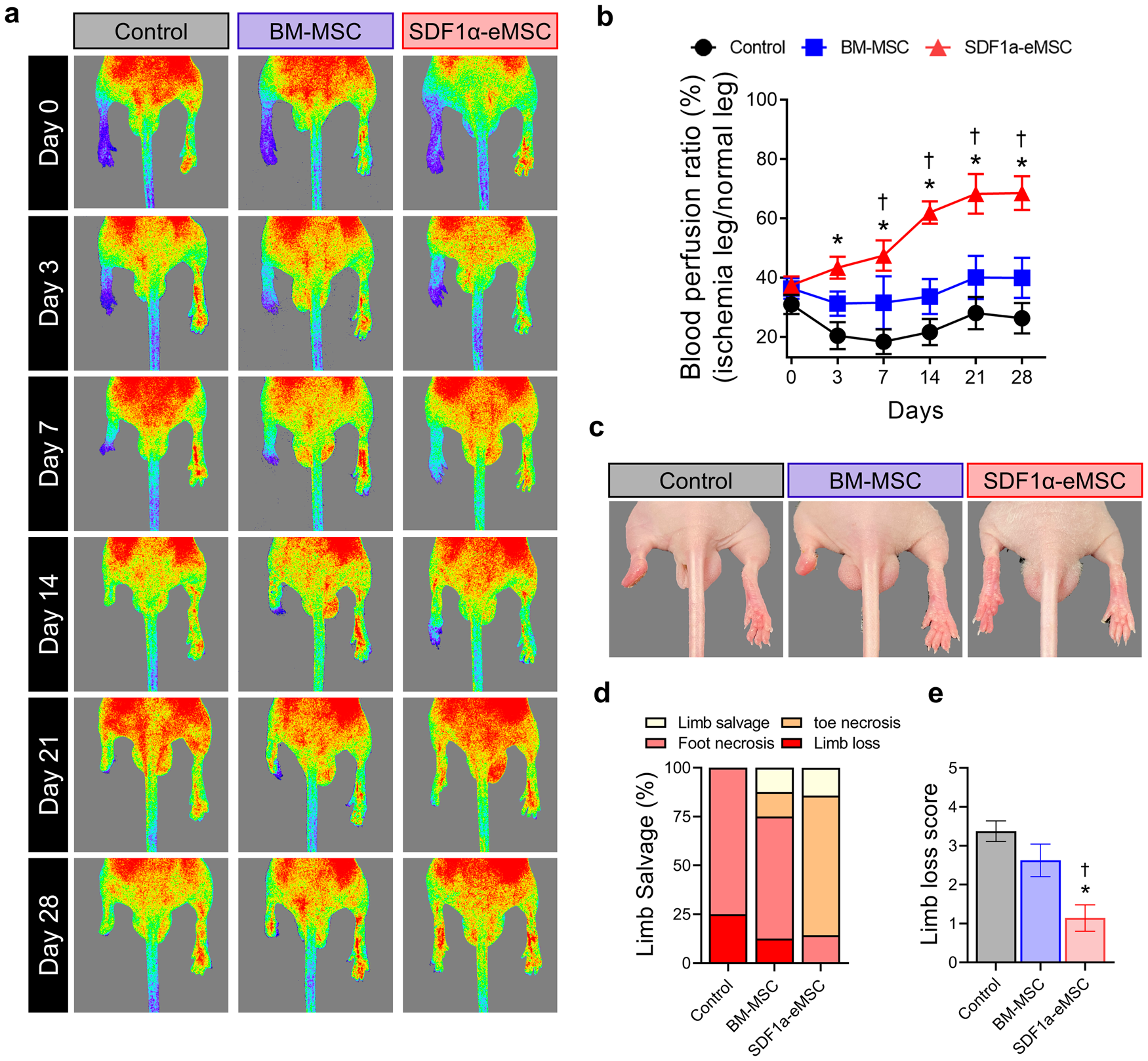 Fig. 3: Therapeutic effects of SDF1α-eMSCs in a mouse model of hindlimb ischemia.