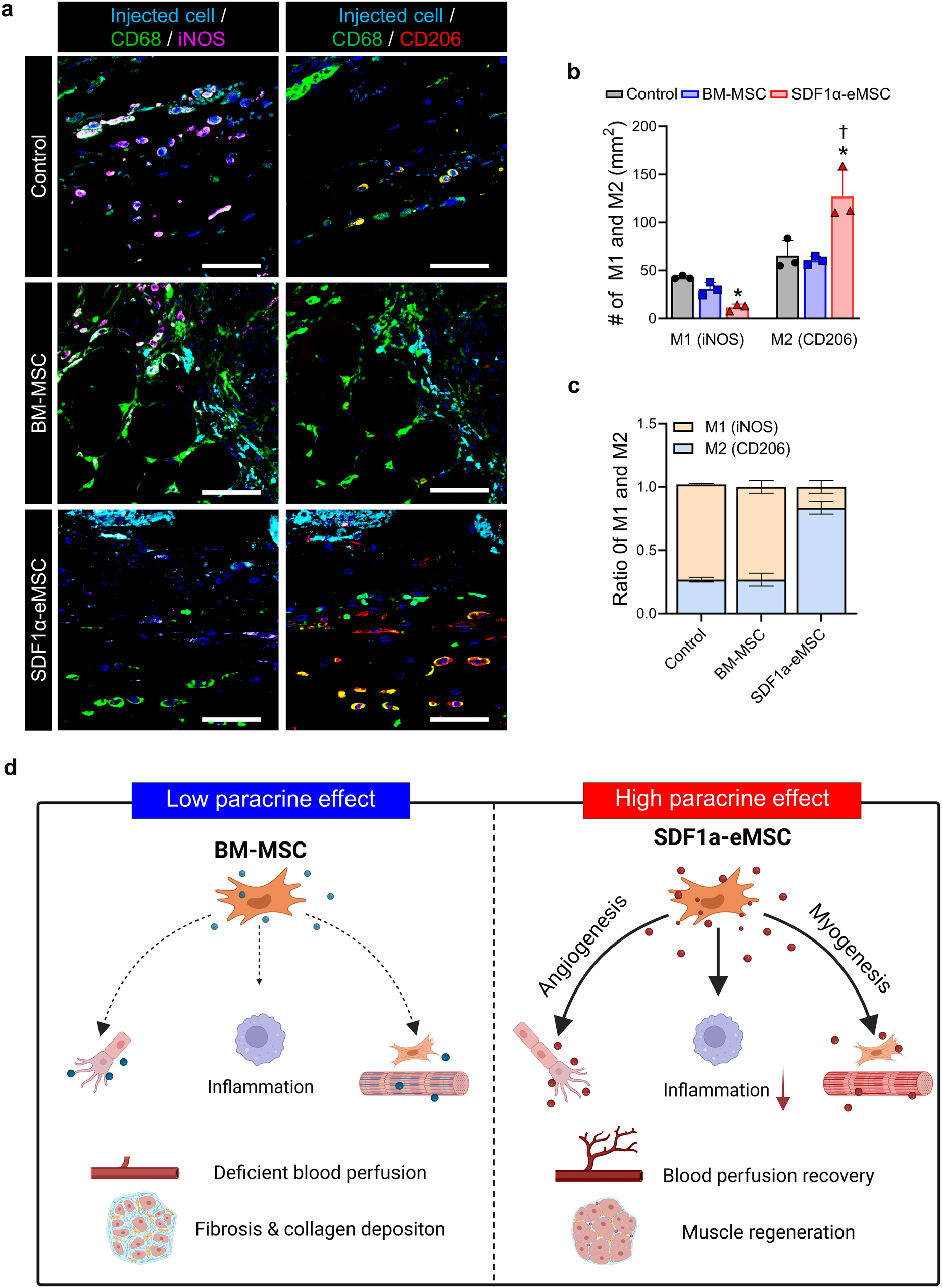Fig. 7: SDF1α-eMSCs positively regulate the inflammatory response in the ischemic muscle on Day 7 after hindlimb ischemia.