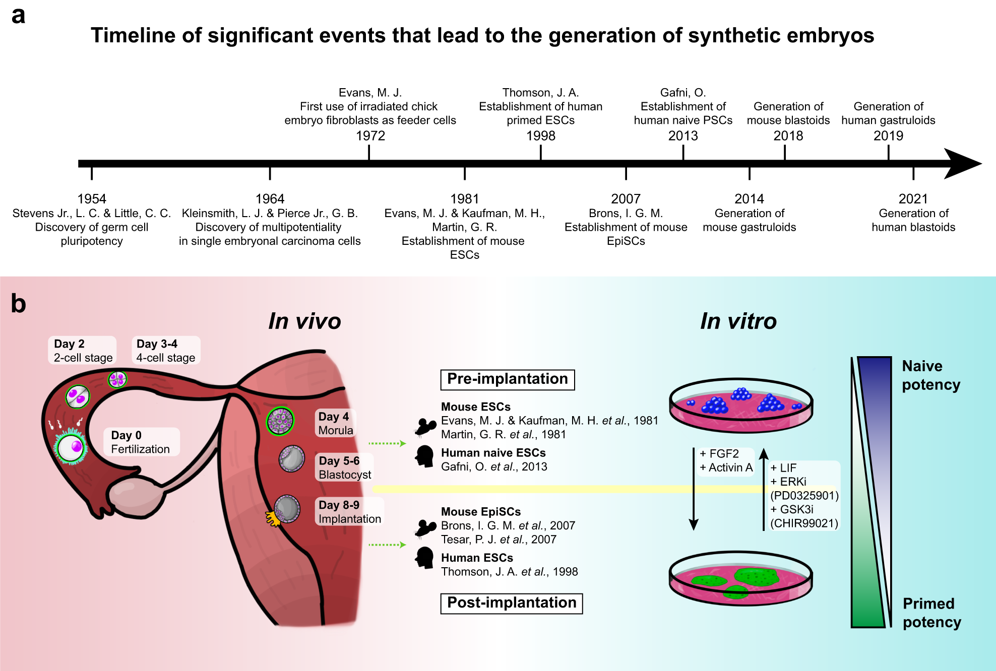 A new era of stem cell and developmental biology: from blastoids to  synthetic embryos and beyond | Experimental & Molecular Medicine