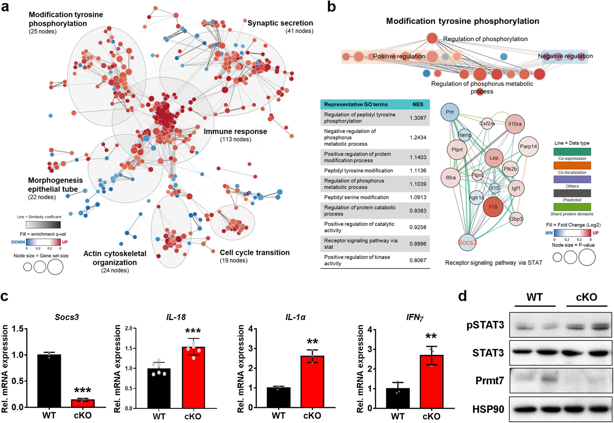 Fig. 6: Prmt7-deficient hearts of OVX-induced mice exhibit altered gene expression profiles associated with the JAK/STAT signaling pathway.