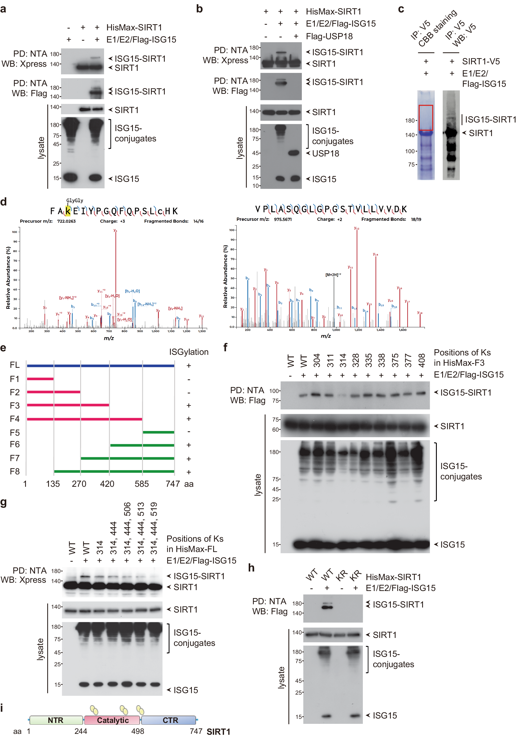 Fig. 1: SIRT1 is a novel target for ISGylation.
