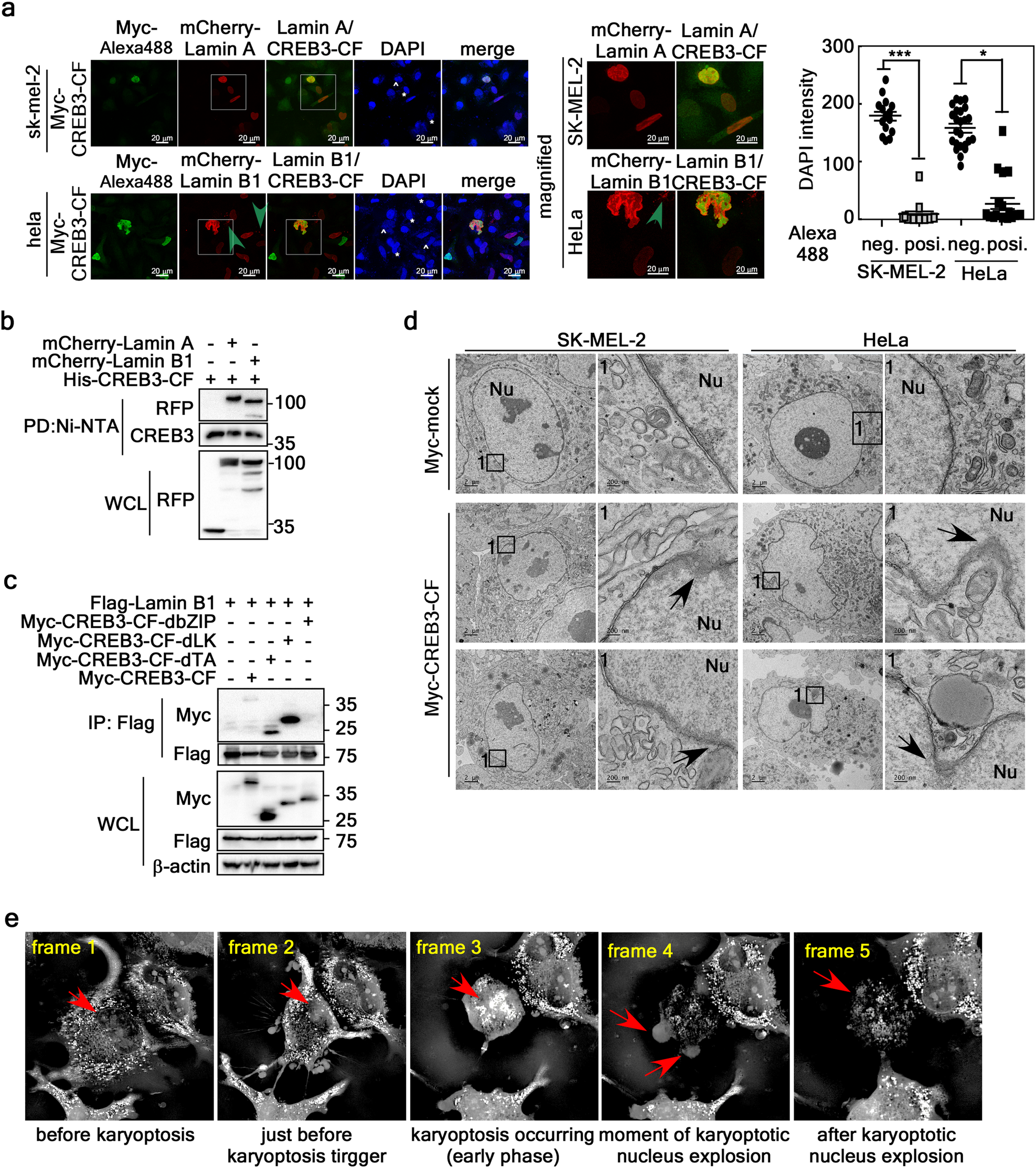Fig. 3: CREB3-CF-induced nuclear membrane ripping initiates karyoptosis.