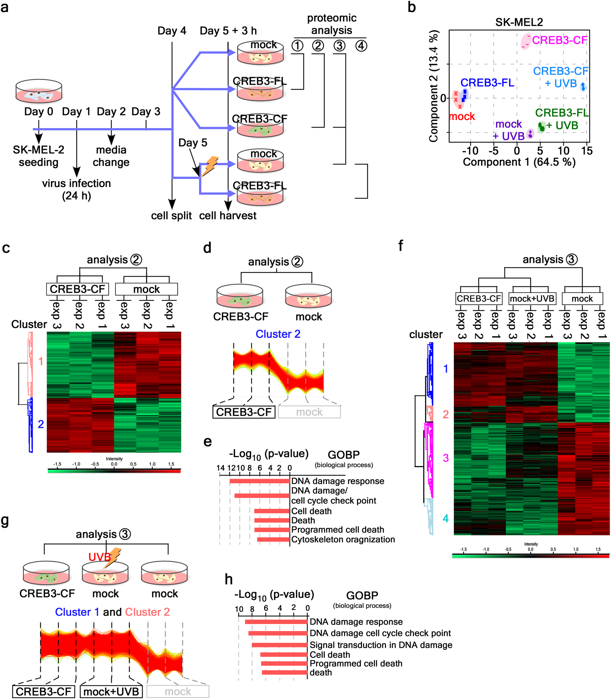 Fig. 6: Proteomic analysis showing that CREB3-CF-induced karyoptosis also causes DDR-mediated cell death.