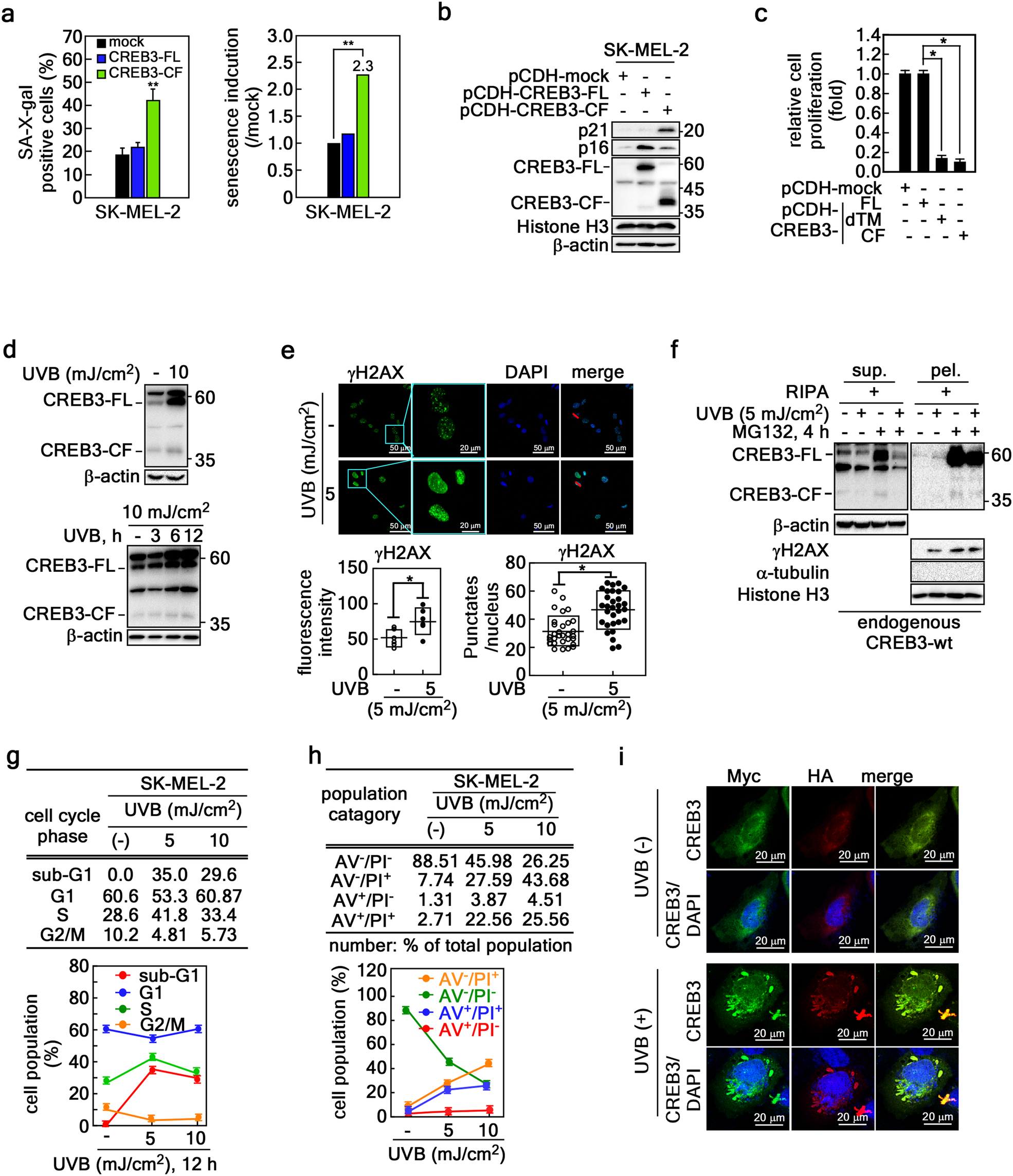 Fig. 7: CREB3-CF-triggered karyoptosis blocks cell proliferation via cellular senescence.