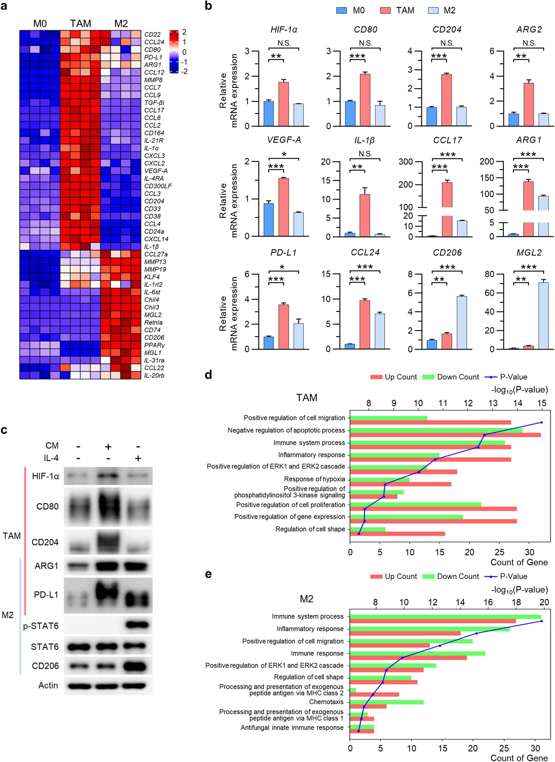 Fig. 1: TAMs and M2 macrophages exhibit distinct gene expression profiles.