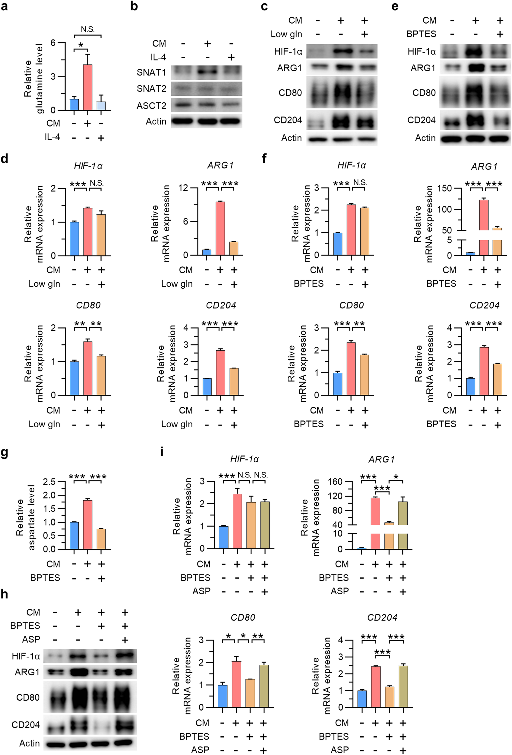 Fig. 2: Glutamine-derived aspartate promotes TAM polarization.