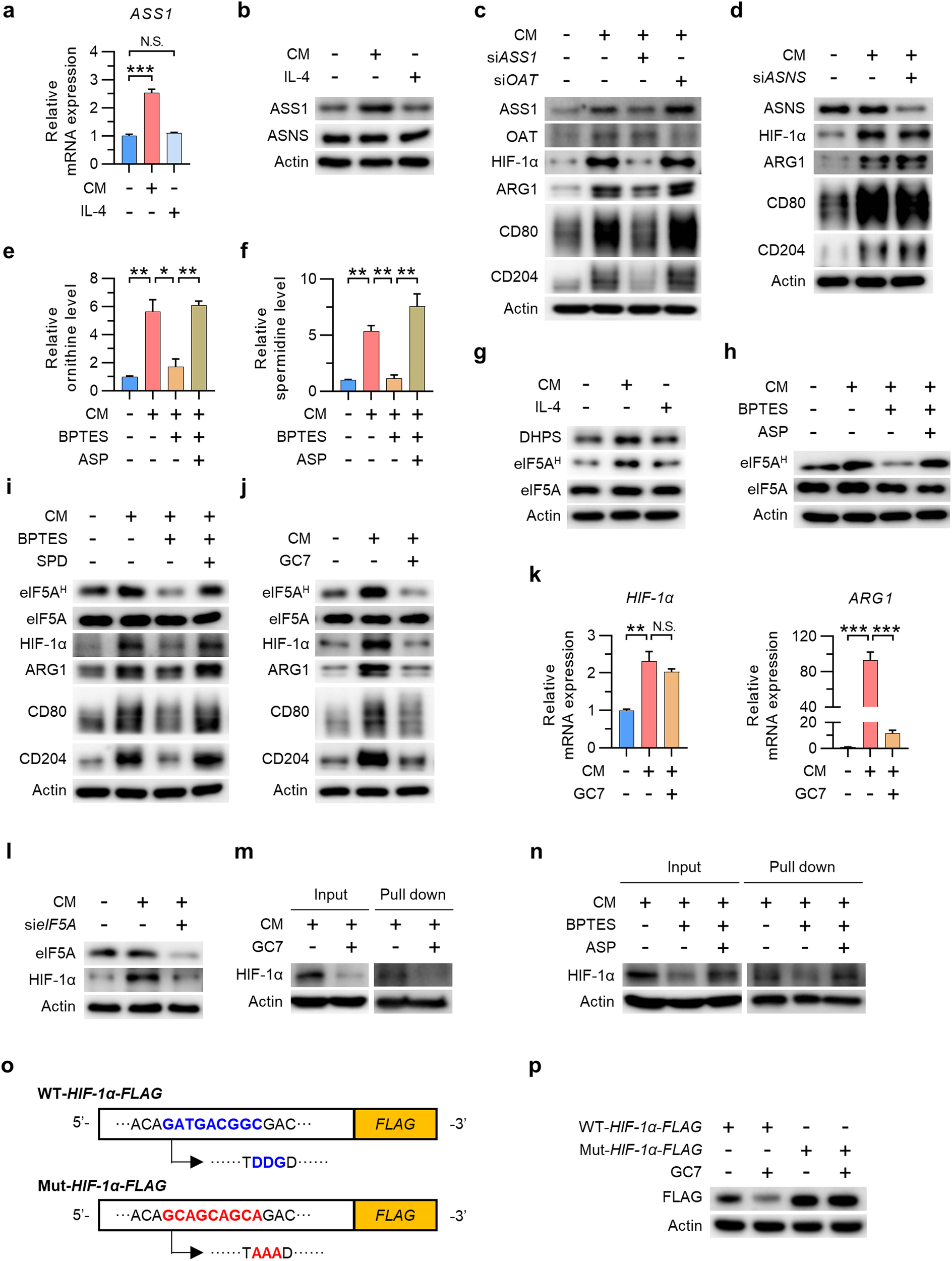 Fig. 3: Glutamine-derived aspartate upregulates HIF-1α expression via the polyamine synthesis pathway and hypusination of eIF5A.