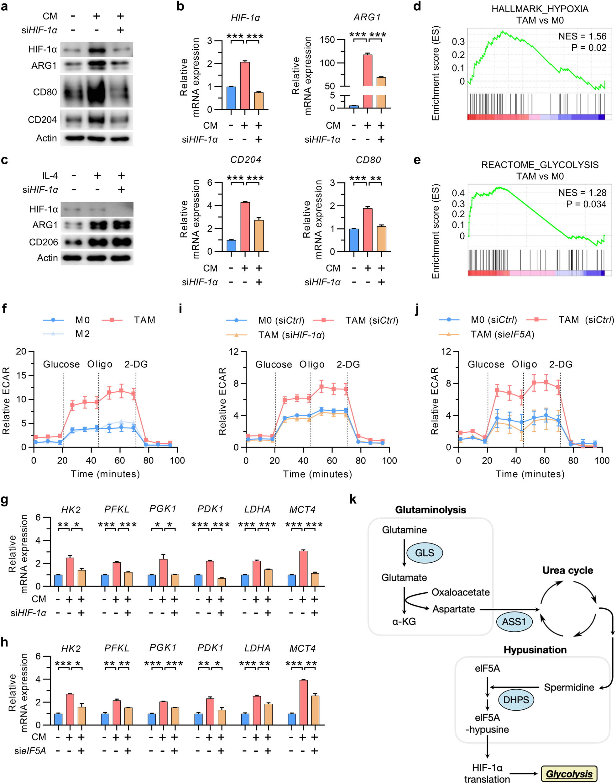Fig. 4: HIF-1α-dependent glycolysis is required for TAM polarization.
