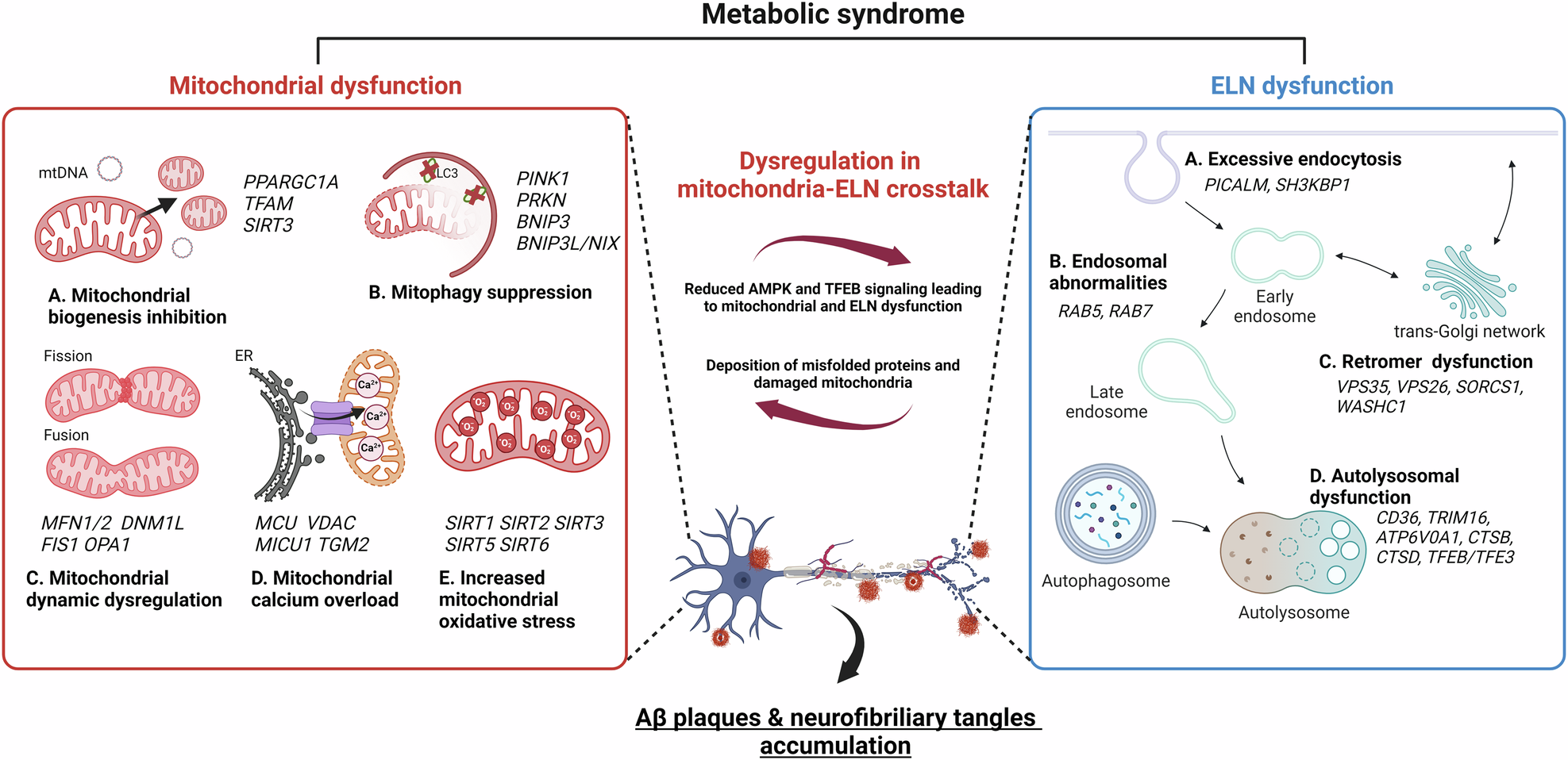 The potential role of gut microbiota-derived metabolites as regulators of  metabolic syndrome-associated mitochondrial and endolysosomal dysfunction  in Alzheimer's disease