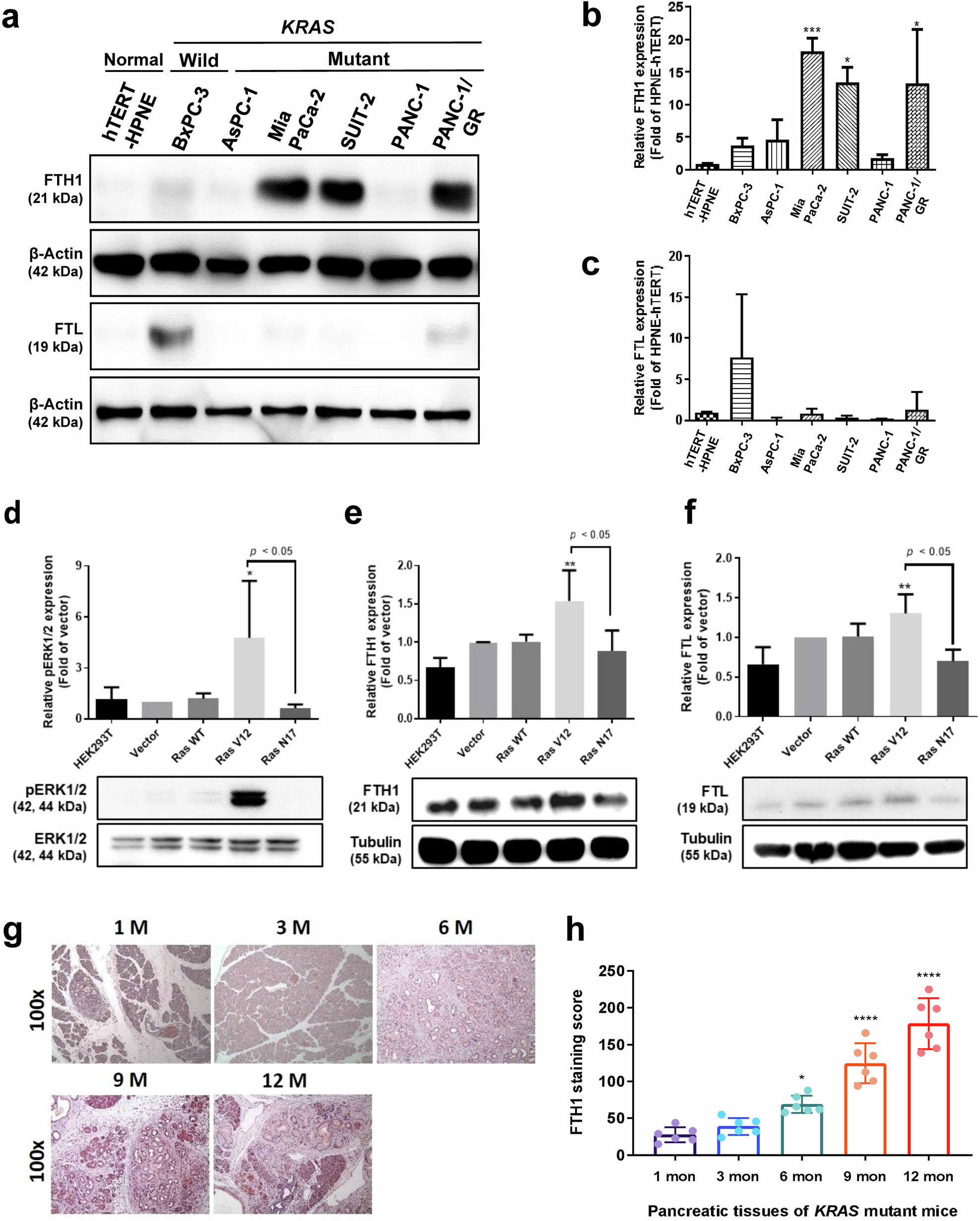 Fig. 2: Mutant KRAS regulates FTH1 expression in pancreatic cancer.